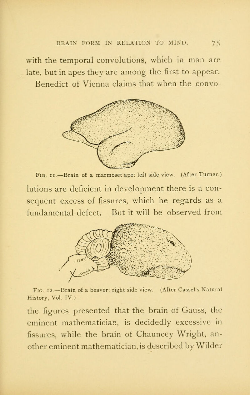 with the temporal convolutions, which in man are late, but in apes they are among the first to appear. Benedict of Vienna claims that when the convo- Fig. n.—Brain of a marmoset ape; left side view. (After Turner.) lutions are deficient in development there is a con- sequent excess of fissures, which he regards as a fundamental defect. But it will be observed from ~/A Fig. 12.—Brain of a beaver; right side view. (After Cassel's Natural History, Vol. IV.) the figures presented that the brain of Gauss, the eminent mathematician, is decidedly excessive in fissures, while the brain of Chauncey Wright, an- other eminent mathematician, is described by Wilder