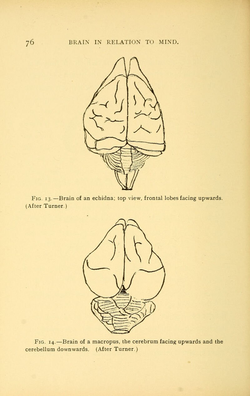 Fig. 13.—Brain of an echidna; top view, frontal lobes facing upwards. (After Turner.) Fig. 14.—Brain of a macropus, the cerebrum facing upwards and the cerebellum downwards. (After Turner.)