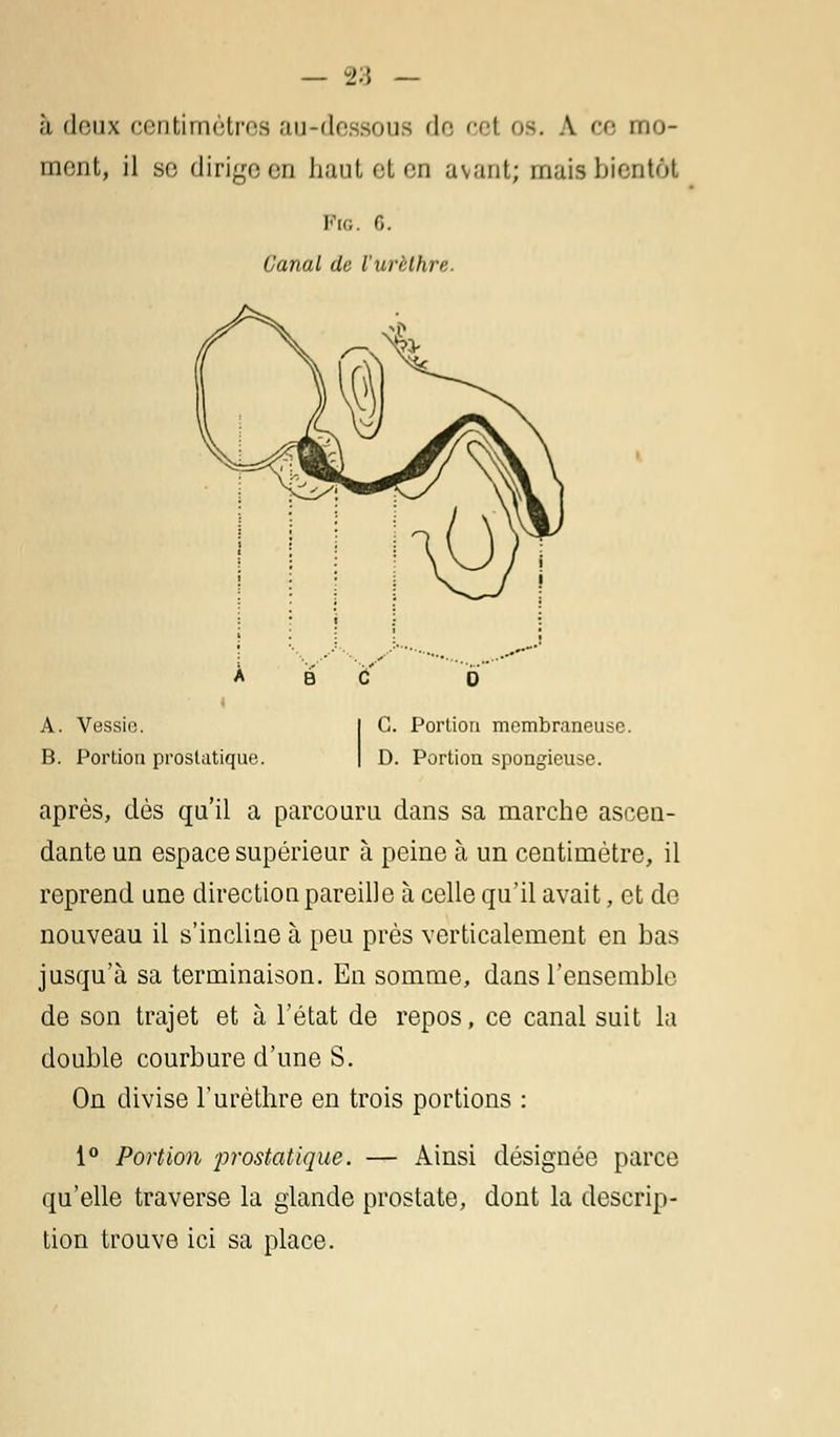 à doux centimètres au-dessous de cel os. A ce mo- ment, il se dirige en haut et en avant; mais bientôt FlG. 0. Canal de l'urelhre. A. Vessie. B. Portion prostatique. C. Portion membraneuse. D. Portion spongieuse. après, dès qu'il a parcouru dans sa marche ascen- dante un espace supérieur à peine à un centimètre, il reprend une direction pareille à celle qu'il avait, et do nouveau il s'incline à peu près verticalement en bas jusqu'à sa terminaison. En somme, dans l'ensemble de son trajet et à l'état de repos, ce canal suit la double courbure d'une S. On divise l'urèthre en trois portions : 1° Portion 'prostatique. — Ainsi désignée parce qu'elle traverse la glande prostate, dont la descrip- tion trouve ici sa place.