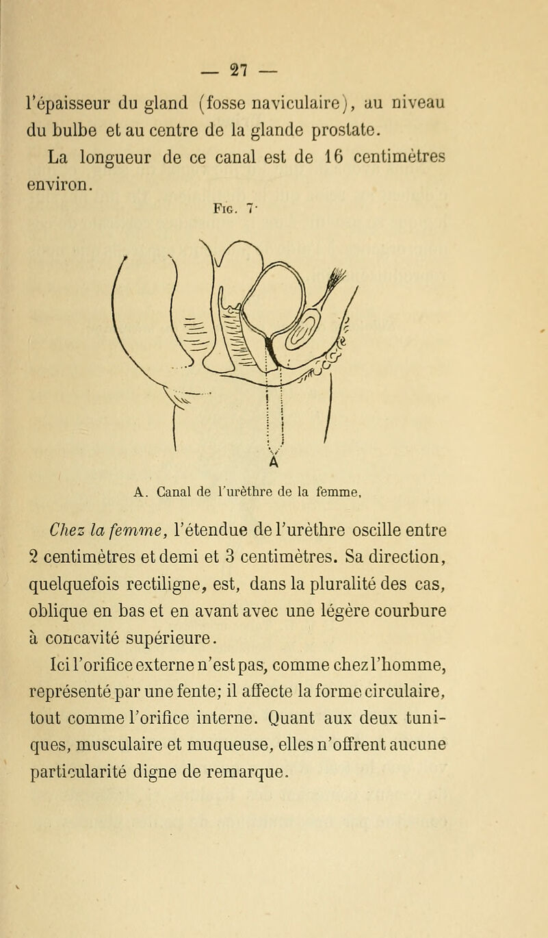 l'épaisseur du gland (fosse naviculaire), au niveau du bulbe et au centre de la glande prostate. La longueur de ce canal est de 16 centimètres environ. Fig. 7- A A. Canal de l'urèthre de la femme, Chez la femme, l'étendue de l'urèthre oscille entre 2 centimètres et demi et 3 centimètres. Sa direction, quelquefois rectiligne, est, dans la pluralité des cas, oblique en bas et en avant avec une légère courbure à concavité supérieure. Ici l'orifice externe n'est pas, comme chez l'homme, représenté par une fente; il affecte la forme circulaire, tout comme l'orifice interne. Quant aux deux tuni- ques, musculaire et muqueuse, elles n'offrent aucune particularité digne de remarque.