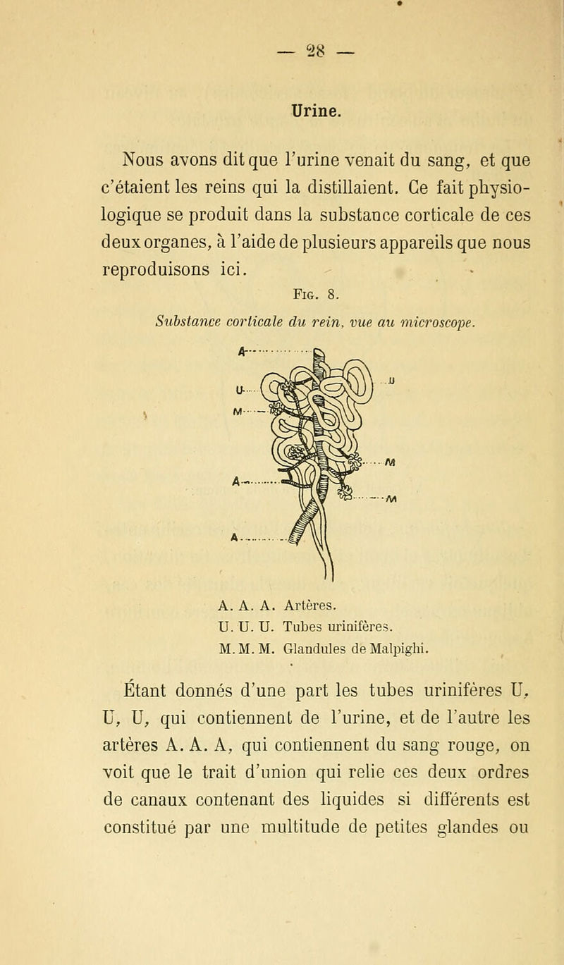 Urine. Nous avons dit que l'urine venait du sang, et que c'étaient les reins qui la distillaient. Ce fait physio- logique se produit dans la substance corticale de ces deux organes, à l'aide de plusieurs appareils que nous reproduisons ici. Fig. 8. Substance corticale du rein, vue au microscope. A- & A A. A. A. Artères. U. U. U. Tubes urinifères. M. M. M. Glandules deMalpighi. Étant donnés d'une part les tubes urinifères U, U, U, qui contiennent de l'urine, et de l'autre les artères A. A. A, qui contiennent du sang rouge, on voit que le trait d'union qui relie ces deux ordres de canaux contenant des liquides si différents est constitué par une multitude de petites glandes ou