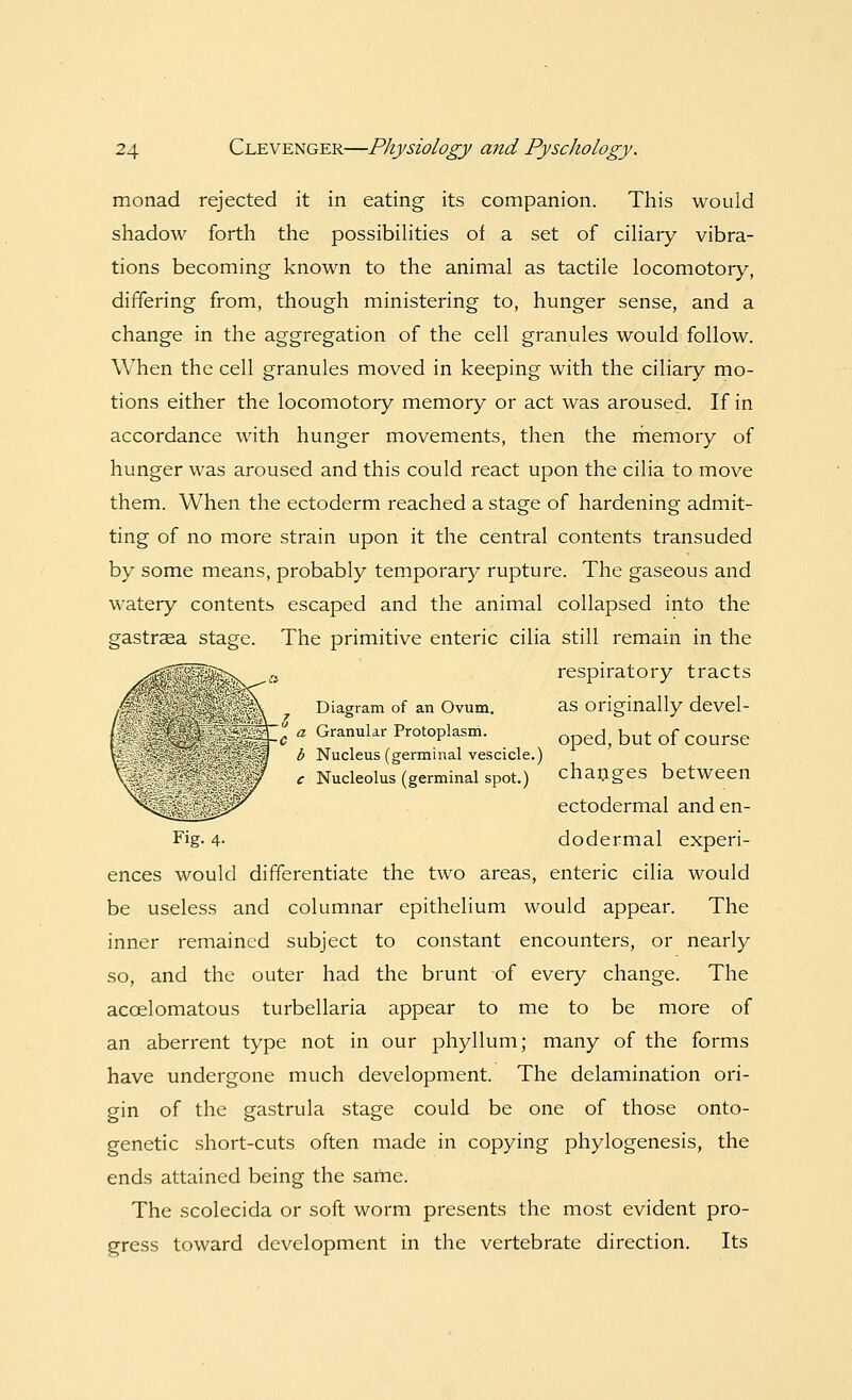 monad rejected it in eating its companion. This would shadow forth the possibilities of a set of ciliary vibra- tions becoming known to the animal as tactile locomotory, differing from, though ministering to, hunger sense, and a change in the aggregation of the cell granules would follow. When the cell granules moved in keeping with the ciliary mo- tions either the locomotory memory or act was aroused. If in accordance with hunger movements, then the memory of hunger was aroused and this could react upon the cilia to move them. When the ectoderm reached a stage of hardening admit- ting of no more strain upon it the central contents transuded by some means, probably temporary rupture. The gaseous and watery contents escaped and the animal collapsed into the gastraea stage. The primitive enteric cilia still remain in the respiratory tracts Diagram of an Ovum. as originally devel- :°c a Granular Protoplasm. Qpe^ but of CQUrse b Nucleus (germinal vescicle.) c Nucleolus (germinal spot.) changes between ectodermal and en- Fig. 4- dodermal experi- ences would differentiate the two areas, enteric cilia would be useless and columnar epithelium would appear. The inner remained subject to constant encounters, or nearly so, and the outer had the brunt of every change. The acoelomatous turbellaria appear to me to be more of an aberrent type not in our phyllum; many of the forms have undergone much development. The delamination ori- gin of the gastrula stage could be one of those onto- genetic short-cuts often made in copying phylogenesis, the ends attained being the same. The scolecida or soft worm presents the most evident pro- gress toward development in the vertebrate direction. Its -;>