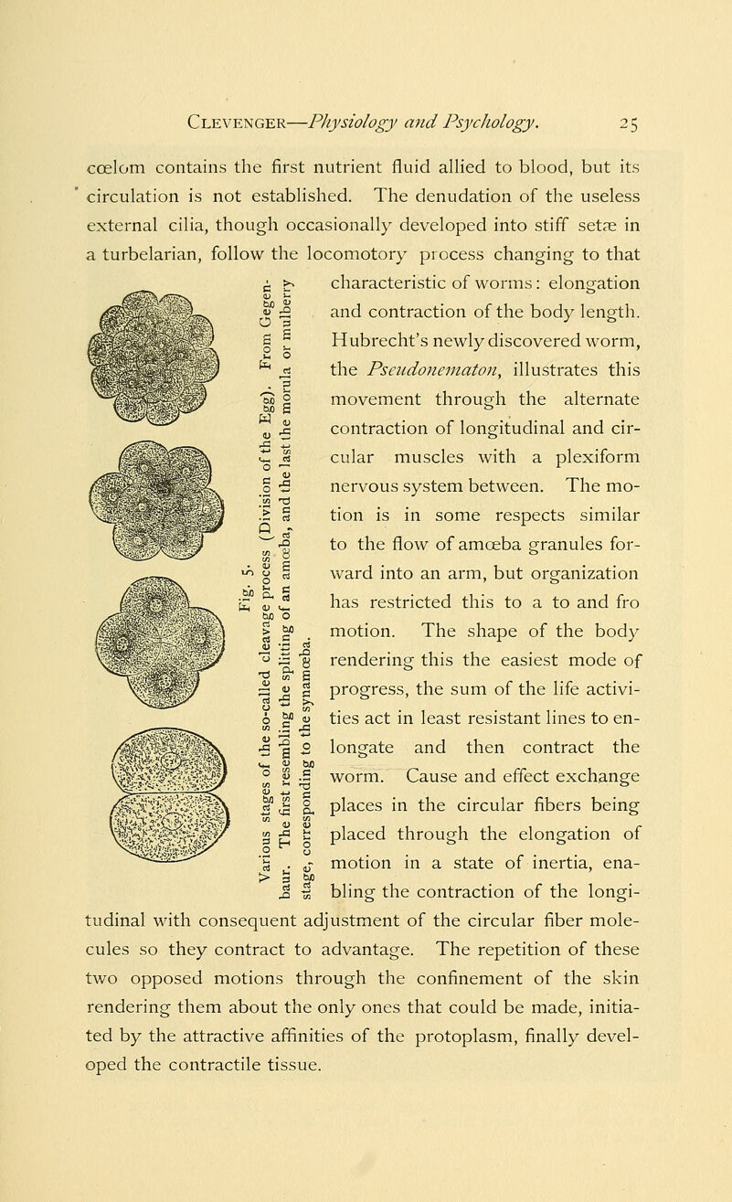 bo < 4) jQ d s ta ccelom contains the first nutrient fluid allied to blood, but its circulation is not established. The denudation of the useless external cilia, though occasionally developed into stiff setae in a turbelarian, follow the locomotory process changing to that characteristic of worms: elongation and contraction of the body length. Hubrecht's newly discovered worm, the Pseudonematon, illustrates this movement through the alternate contraction of longitudinal and cir- cular muscles with a plexiform nervous system between. The mo- tion is in some respects similar to the flow of amoeba granules for- ward into an arm, but organization has restricted this to a to and fro motion. The shape of the body rendering this the easiest mode of progress, the sum of the life activi- ties act in least resistant lines to en- longate and then contract the worm. Cause and effect exchange places in the circular fibers being placed through the elongation of motion in a state of inertia, ena- bling the contraction of the longi- tudinal with consequent adjustment of the circular fiber mole- cules so they contract to advantage. The repetition of these two opposed motions through the confinement of the skin rendering them about the only ones that could be made, initia- ted by the attractive affinities of the protoplasm, finally devel- oped the contractile tissue. bo e W U V ,5 rO <*-« rt O a 0) 0 '35 •n '> a a s a .0 in 8 • 1) g O a .a° & C a J-i <u bO 0 c3 > bfl c4 e V '5 O ^ 8 T3 Oh E 3 1> n a 0 w 6 bfl <U in ^a D ■2 ^3 s 0 Cm <u bfl O u a tn :-. ^3 bfl 07 s 0 Oh 0) m 1) in -G >-( 0 H 0 0 'u > 0 v bjo ti rt