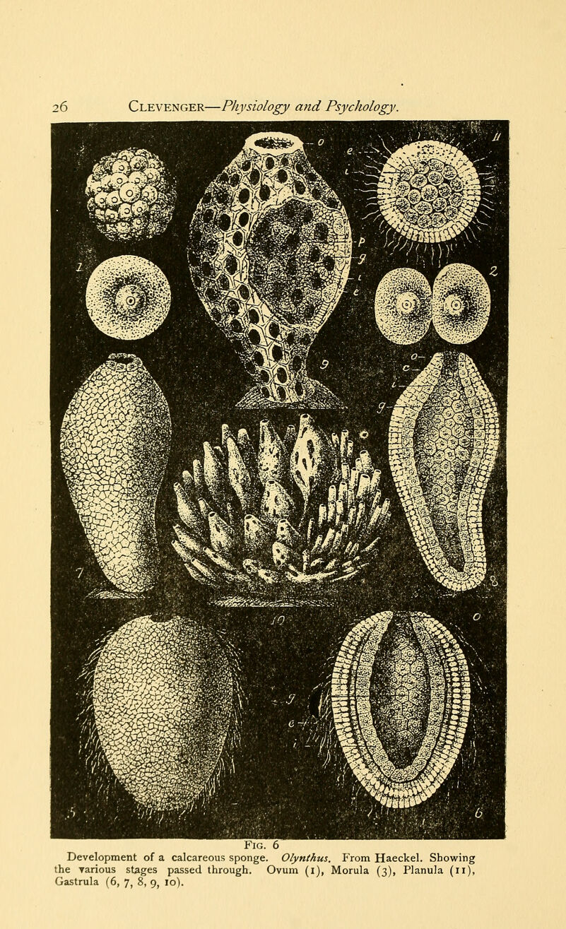 Fig. 6 Development of a calcareous sponge. Olynthus. Prom Haeckel. Showing the various stages passed through. Ovum (i), Morula (3), Planula (11), Gastrula (6, 7, 8, 9, 10).