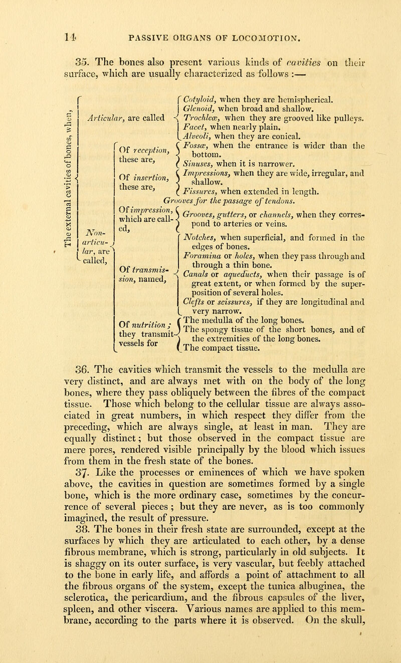 35. The bones also present various kinds of cavities on tlieir snrface, which are usually characterized as follows :— :l^ Articular, are called Of reception, these are. Of insertion, these are, L N'on- articu- lar, are called, Grooves, gutters, or channels, when they corres- pond to arteries or veins. Of transmis- sion, named. r r Cotyloid, when they are hemispherical. I Glenoid, when broad and shallow. -{ Trochlew, when they are grooved like pulleys. I Facet, when nearly plain. [^Alveoli, when they are conical. ^ f^jy .■ C Fossce, when the entrance is wider than the bottom. Sinuses, when it is narrower. Impressions, when they are wide, irregular, and shallow. ( Fissures, when extended in length. Grooves for the passage of tendons. Of impression, which are call- ed. Notches, when superficial, and formed in the edges of bones. Foramina or holes, when they pass through and through a thin bone. -{ Canals or aqueducts, when their passage is of I great extent, or when formed by the super- position of several holes. Clefts or scissures, if they are longitudinal and (^ very narrow. QP .... ( The medulla of the long bones. thev^transmit J '^^^ spogy ^j^sue of the short bones, and of •'■to ) the extremities of the long bones, vessels for / rpi ... *= I 1 he compact tissue. 36. The cavities which transmit the vessels to the medulla are very distinct, and are always met with on the body of the long bones, where they pass obliquely between the fibres of the compact tissue. Those which belong to the cellular tissue are always asso- ciated in great numbers, in which respect they differ from the preceding, which are always single, at least in man. They are equally distinct; but those observed in the compact tissue are mere pores, rendered visible principally by the blood which issues from them in the fresh state of the bones. 37. Like the processes or eminences of which we have spoken above, the cavities in question are sometimes formed by a single bone, which is the more ordinary case, sometimes by the concur- rence of several pieces ; but they are never, as is too commonly imagined, the result of pressure. 38. The bones in their fresh state are surrounded, except at the surfaces by which they are articulated to each other, by a dense fibrous membrane, which is strong, particularly in old subjects. It is shaggy on its outer surface, is very vascular, but feebly attached to the bone in early life, and affords a point of attachment to all the fibrous organs of the system, except the tunica albuginea, the sclerotica, the pericardium, and the fibrous capsules of the liver, spleen, and other viscera. Various names are applied to this mem- brane, according to the parts where it is observed. On the skull,