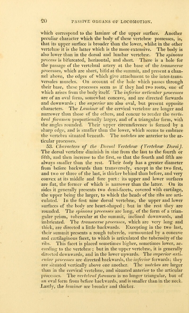 which correspond to the laminae of the upper surface. Another peculiar character which the body of these vertebrae possesses, is, that its upper surface is broader than the lower, whilst in the other vertebras it is the latter which is the more extensive. The body is also lower than in the dorsal and lumbar vertebrae. The spinous process is bifurcated, horizontal, and short. There is a hole for the passage of the vertebral artery at the base of the transverse processes, which are short, bifid at the summit, and present a chan- nel above, the edges of which give attachment to the inter-trans- versales muscles. On account of the hole which passes through their base, these processes seem as if they had two roots, one of which arises from the body itself. The inferior articular processes are of an oval form, somewhat concave, and are directed forwards and downwards ; the superior are also oval, but present opposite characters. The LamincB of the cervical vertebrae are longer and narrower than those of the others, and concur to render the verte- hral foramen proportionally larger, and of a triangular form, with the angles rounded. Their upper circumference is formed by a sharp edge, and is smaller than the lower, which seems to embrace the vertebra situated beneath. The notches are anterior to the ar- ticular processes. 53. Characters of the Dorsal Vertehrce (VertehrcE DorsiJ. The dorsal vertebrae diminish in size from the last to the fourth or fifth, and then increase to the first, so that the fourth and fifth are always smaller than the rest. Their body has a greater diameter from before backwards than transversely, except in the two first, and two or three of the last, is thicker behind than before, and very convex at its middle and fore part: its upper and lower surfaces are flat, the former of which is narrower than the latter. On its sides it generally presents two demi-facets, covered with cartilage, the upper being the larger, to which the heads of the ribs are arti- culated. In the first nine dorsal vertebrae, the upper and lower surfaces of the body are heart-shaped ; but in the rest they are rounded. The spinous processes are long, of the form of a trian- gular prism, tubercular at the summit, inclined downwards, and imbricated. The transverse jyrocesses, which are very long and thick, are directed a little backwards. Excepting in the twO last, their summit presents a rough tubercle, surmounted by a concave and cartilaginous facet, to which is articulated the tuberosity of the ribs. This facet is placed sometimes higher, sometimes lower, ac- cording to the vertebrae; but in the upper vertebrae, it is generally directed downwards, and in the lower upwards. The superior arti- cular p)rocesses are directed backwards, the 7>?/er?*or forwards; they are situated vertically above one another. The notches are larger than in the cervical vertebrse, and situated anterior to the articular processes. The vertehral foramen is no longer triangular, but of an oval form from before backwards, and is smaller than in the neck. Lastly, the lamince are broader and thicker.