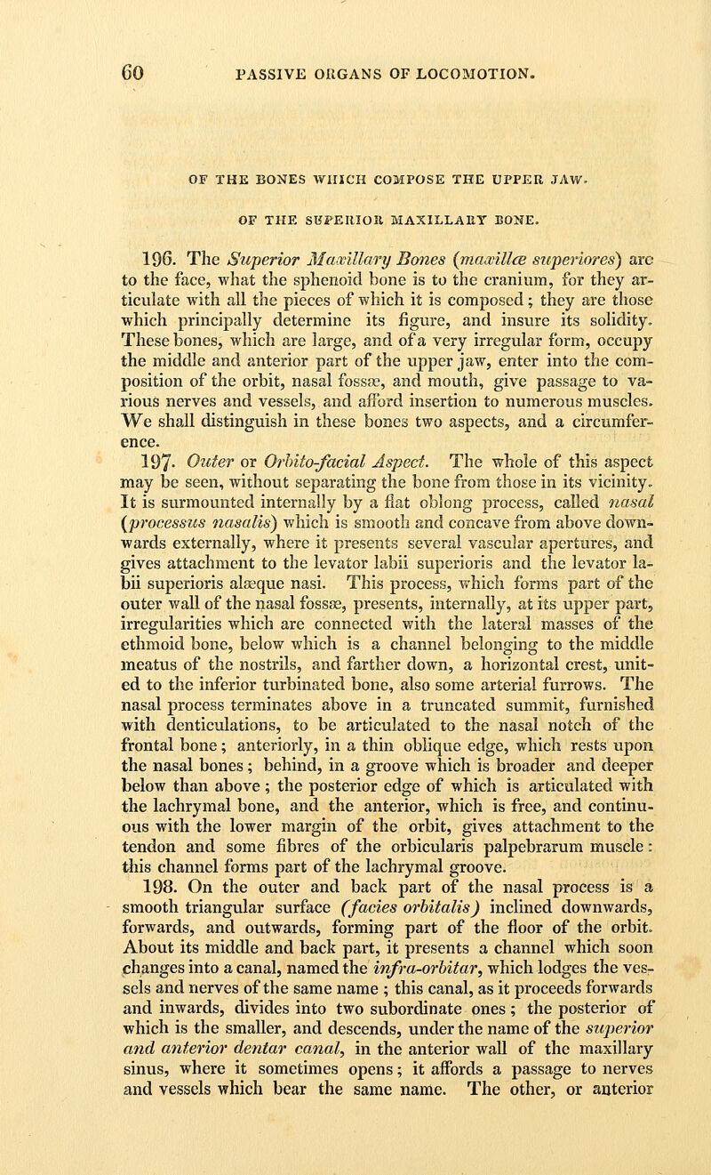 OF THE BONES WHICH COMPOSE THE UPPER JAW. OF THE SHFERIOll MAXILLAEY BONE. 196. The Superior Maxillary Bones {mawillce superiores) arc to the face, what the sphenoid bone is to the cranium, for they ar- ticulate with all the pieces of which it is composed; they are those which principally determine its figure, and insure its solidity. These bones, which are large, and of a very irregular form, occupy the middle and anterior part of the upper jaw, enter into the com- position of the orbit, nasal fossae, and mouth, give passage to va- rious nerves and vessels, and afford insertion to numerous muscles. We shall distinguish in these bones two aspects, and a circumfer- ence. 197- Outer or Orhito-facial Aspect. The whole of this aspect may be seen, without separating the bone from those in its vicinity. It is surmounted internally by a flat oblong process, called nasal {processus oiasalis) which is smooth and concave from above down- wards externally, where it presents several vascular apertures, and gives attachment to the levator labii superioris and the levator la- bii superioris alaeque nasi. This process, which forms part of the outer wall of the nasal fossjE, presents, internally, at its upper part, irregularities which are connected with the lateral masses of the ethmoid bone, below which is a channel belonging to the middle meatus of the nostrils, and farther down, a horizontal crest, unit- ed to the inferior turbinated bone, also some arterial furrows. The nasal process terminates above in a truncated summit, furnished with denticulations, to be articulated to the nasal notch of the frontal bone; anteriorly, in a thin oblique edge, which rests upon the nasal bones; behind, in a groove which is broader and deeper below than above; the posterior edge of which is articulated with the lachrymal bone, and the anterior, which is free, and continu- ous with the lower margin of the orbit, gives attachment to the tendon and some fibres of the orbicularis palpebrarum muscle: this channel forms part of the lachrymal groove. 198. On the outer and back part of the nasal process is a smooth triangular surface (fades orhitalis) inclined downwards, forwards, and outwards, forming part of the floor of the orbit. About its middle and back part, it presents a channel which soon changes into a canal, named the infra-orbitar, which lodges the ves- sels and nerves of the same name ; this canal, as it proceeds forwards and inwards, divides into two subordinate ones; the posterior of which is the smaller, and descends, under the name of the siqjerior and anterior dentar canal^ in the anterior wall of the maxillary sinus, where it sometimes opens; it affords a passage to nerves and vessels which bear the same name. The other, or anterior