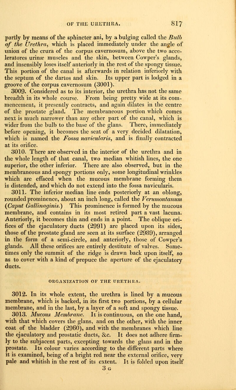 partly by means of the sphincter ani, by a bulging called the Bulb of the Urethra^ which is placed immediately under the angle of union of the crura of the corpus cavernosum, above the two acce- leratores urinae muscles and the skin, between Cowper's glands, and insensibly loses itself anteriorly in the rest of the spongy tissue. This portion of the canal is afterwards in relation inferiorly with the septum of the dartos and skin. Its upper part is lodged in a groove of the corpus cavernosum (3001). 3009. Considered as to its interior, the urethra has not the same breadth in its whole course. From being pretty wide at its com- mencement, it presently contracts, and again dilates in the centre of the prostate gland. The membraneous portion which comes next is much narrower than any other part of the canal, which is wider from the bulb to the base of the glans. There, immediately before opening, it becomes the seat of a very decided dilatation, which is named the Fossa navicularis, and is finally contracted at its orifice. 3010. There are observed in the interior of the urethra and in the whole length of that canal, two median whitish lines, the one superior, the other inferior. There are also observed, but in the membraneous and spongy portions only, some longitudinal wrinkles which are effaced when the mucous membrane forming them is distended, and which do not extend into the fossa navicularis. 3011. The inferior median line ends posteriorly at an oblong, rounded prominence, about an inch long, called the Verumontanum (Caput Gallinaginis.) This prominence is formed by the mucous membrane, and contains in its most retired part a vast lacuna. Anteriorly, it becomes thin and ends in a point. The oblique ori- fices of the ejaculatory ducts (2991) are placed upon its sides, those of the prostate gland are seen at its surface (2989), arranged in the form of a semi-circle, and anteriorly, those of Cowper's glands. All these orifices are entirely destitute of valves. Some- times only the summit of the ridge is drawn back upon itself, so as to cover with a kind of prepuce the aperture of the ejaculatory ducts. ORGANIZATION OF THE URETHRA. 3012. In its whole extent, the urethra is lined by a mucous membrane, which is backed, in its first two portions, by a cellular membrane, and in the last, by a layer of a soft and spongy tissue. 3013. Mucous Membrane. It is continuous, on the one hand, ■with that which covers the glans, and on the other, with the inner coat of the bladder (2960), and with the membranes which line the ejaculatory and prostatic ducts, &c. It does not adhere firm- ly to the subjacent parts, excepting towards the glans and in the prostate. Its colour varies according to the different parts where it is examined, being of a bright red near the external orifice, very pale and whitish in the rest of its extent. It is folded upon itself 3g