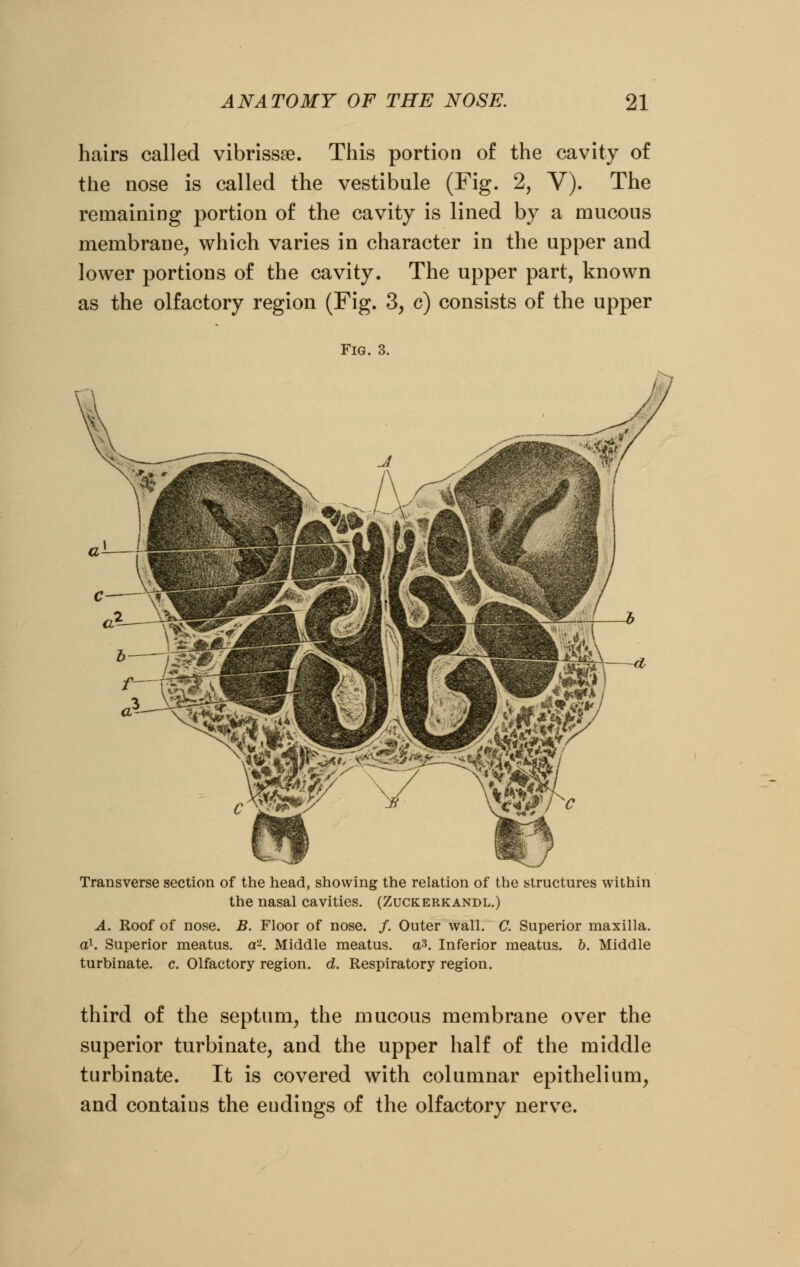 hairs called vibrissa. This portion of the cavity of the nose is called the vestibule (Fig. 2, V). The remaining portion of the cavity is lined by a mucous membrane, which varies in character in the upper and lower portions of the cavity. The upper part, known as the olfactory region (Fig. 3, c) consists of the upper Fig. 3. Transverse section of the head, showing the relation of the structures within the nasal cavities. (Zuckerkandl.) A. Roof of nose. B. Floor of nose. /. Outer wall. C. Superior maxilla. a1. Superior meatus, a'2. Middle meatus. a$. Inferior meatus, b. Middle turbinate, c. Olfactory region, d. Respiratory region. third of the septum, the mucous membrane over the superior turbinate, and the upper half of the middle turbinate. It is covered with columnar epithelium, and contains the endings of the olfactory nerve.