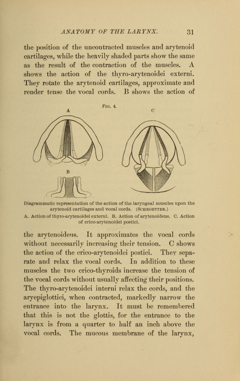 the position of the uncontracted muscles and arytenoid cartilages, while the heavily shaded parts show the same as the result of the contraction of the muscles. A shows the action of the thyro-arytenoidei externi. They rotate the arytenoid cartilages, approximate and render tense the vocal cords. B shows the action of Fig. 4, Diagrammatic representation of the action of the laryngeal muscles upon the arytenoid cartilages and vocal cords. (Schroetter.) A. Action of thyro-arytenoidei externi. B. Action of arytenoideus. C. Action of crico-arytenoidei postici. the arytenoideus. It approximates the vocal cords without necessarily increasing their tension. C shows the action of the crico-arytenoidei postici. They sepa- rate and relax the vocal cords. In addition to these muscles the two crico-thyroids increase the tension of the vocal cords without usually affecting their positions. The thyro-arytenoidei interni relax the cords, and the aryepiglottici, when contracted, markedly narrow the entrance into the larynx. It must be remembered that this is not the glottis, for the entrance to the larynx is from a quarter to half an inch above the vocal cords. The mucous membrane of the larynx,