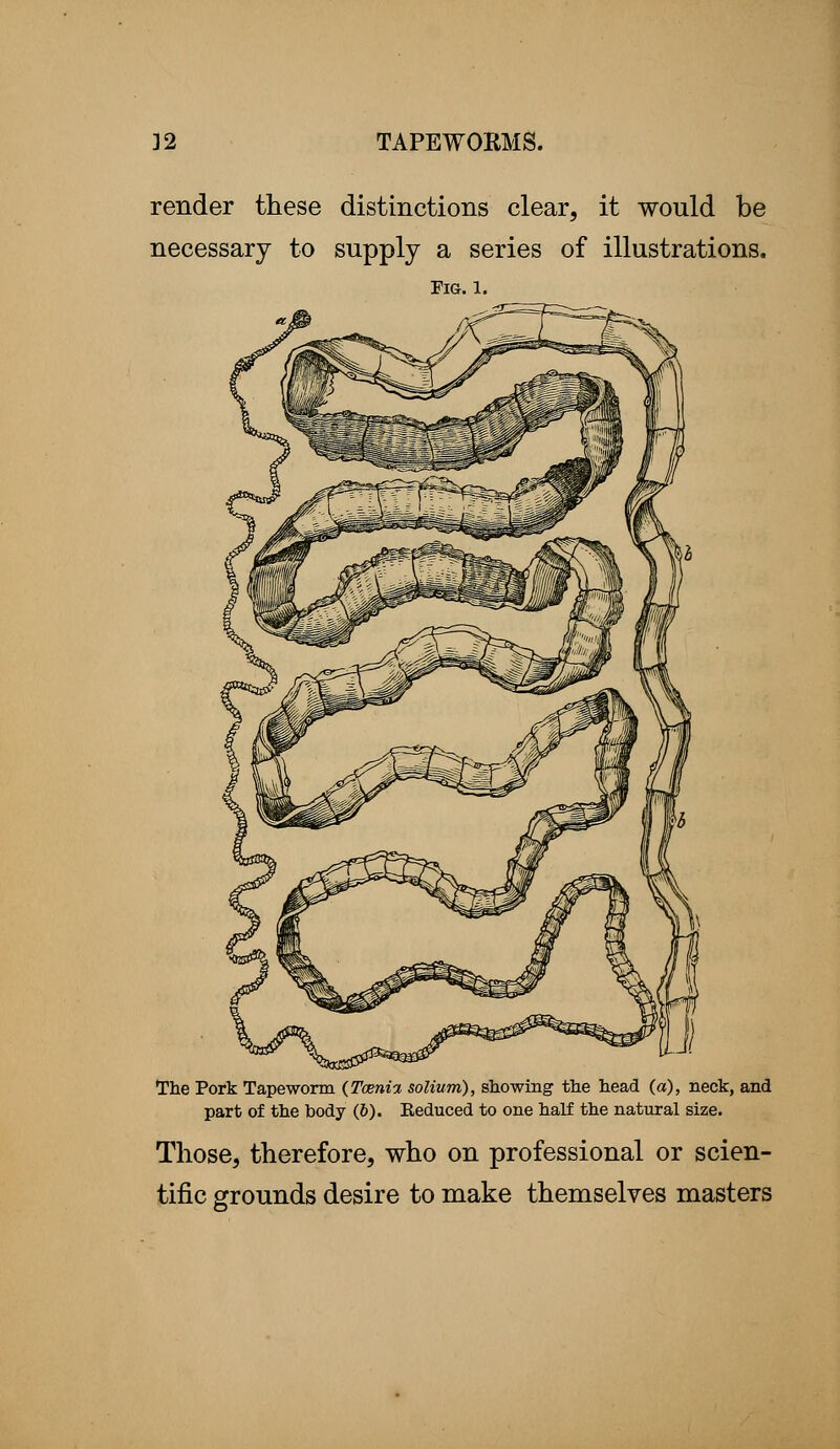 render these distinctions clear, it would be necessary to supply a series of illustrations. Fig. 1. The Pork Tapeworm (Taenia solium), showing the head (a), neck, and part of the body (6). Reduced to one half the natural size. Those, therefore, who on professional or scien- tific grounds desire to make themselves masters