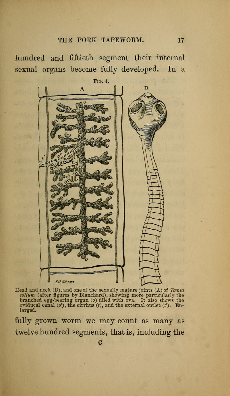 hundred and fiftieth segment their internal sexual organs become fully developed. In a Fig. 4. Head and neck (B), and one of the sexually mature joints (A) of Taenia solium (after figures by Blanchard), showing more particularly the branched egg-bearing organ (o) filled with ova. It also shows the oviducal canal (</), the cirrhus (t), and the external outlet (J,1). En- larged. fully grown worm we may count as many as twelve hundred segments, that is, including the c