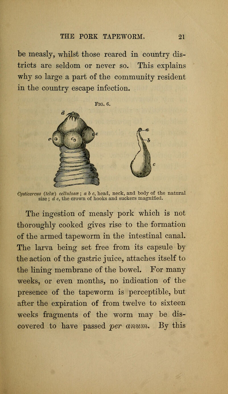 be measly, whilst those reared in country dis- tricts are seldom or never so. This explains why so large a part of the community resident in the country escape infection. Fig. 6. Cysticercus (telce) cellulosce; a be, head, neck, and body of the natural size; d e, the crown of hooks and suckers magnified. The ingestion of measly pork which is not thoroughly cooked gives rise to the formation of the armed tapeworm in the intestinal canal. The larva being set free from its capsule by the action of the gastric juice, attaches itself to the lining membrane of the bowel. For many weeks, or even months, no indication of the presence of the tapeworm is perceptible, but after the expiration of from twelve to sixteen weeks fragments of the worm may be dis- covered to have passed per anum. By this