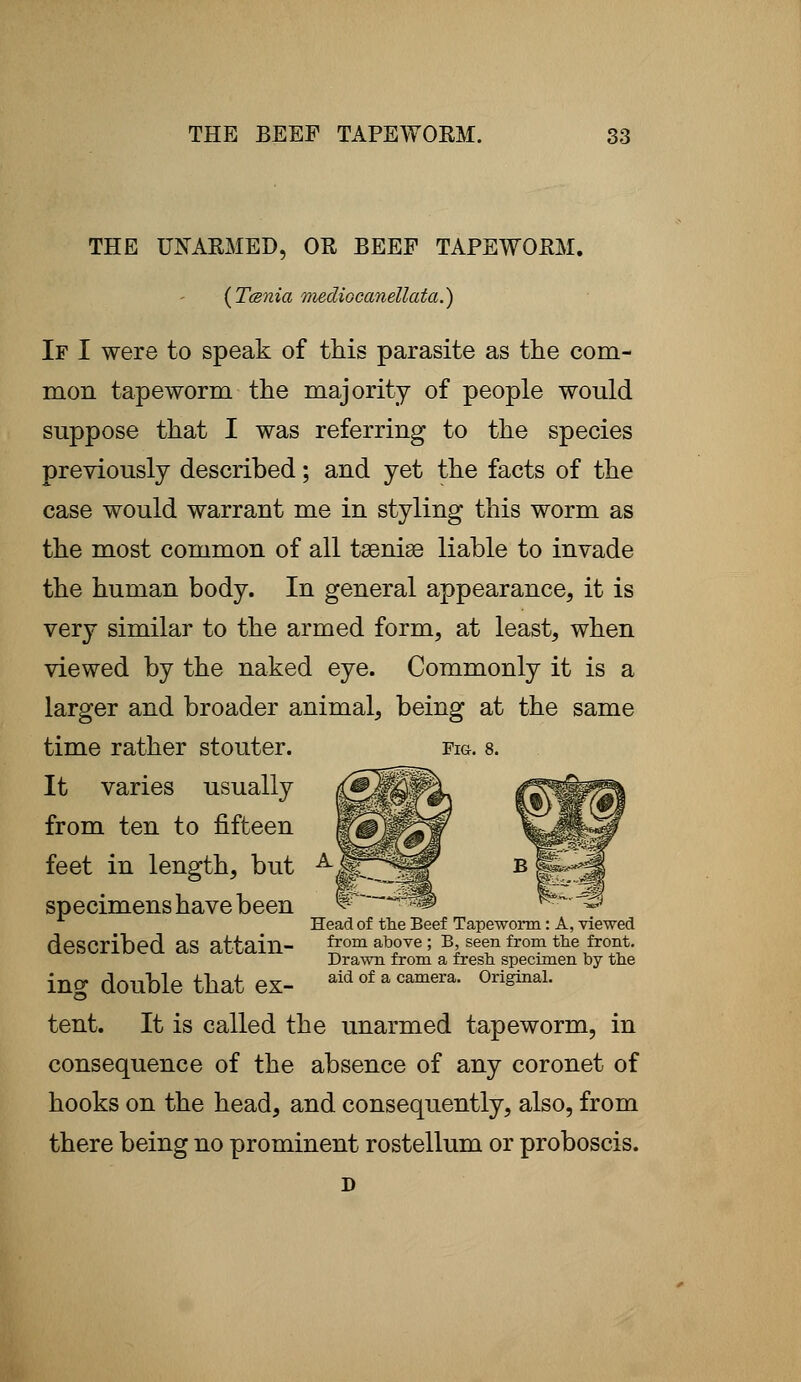THE UNARMED, OR BEEF TAPEWORM. (Tcsnia mediocanellata.) If I were to speak of this parasite as the com- mon tapeworm the majority of people would suppose that I was referring to the species previously described; and yet the facts of the case would warrant me in styling this worm as the most common of all taeniae liable to invade the human body. In general appearance, it is very similar to the armed form, at least, when viewed by the naked eye. Commonly it is a larger and broader animal, being at the same time rather stouter. fig. 8. It varies usually from ten to fifteen feet in length, but specimens have been Head of the Beef Tapeworm: A, viewed described as attain- £om ab°Ye; B> S(T fro™the ?°£' Drawn from a fresh, specimen by the ing double that ex- aid of a camera. Original. tent. It is called the unarmed tapeworm, in consequence of the absence of any coronet of hooks on the head, and consequently, also, from there being no prominent rostellum or proboscis.