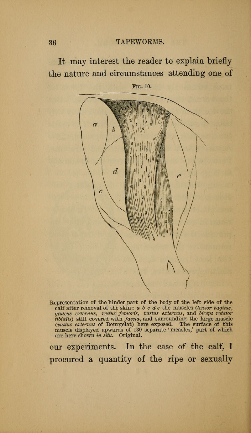It may interest the reader to explain briefly the nature and circumstances attending one of Fig. 10. Representation of the hinder part of the body of the left side of the calf after removal of the skin: a b c d e the muscles {tensor vaginae, gluteus externus, rectus femoris, vastus externus, and biceps rotator tibialis) still covered with fascia, and surrounding the large muscle (vastus externus of Bourgelat) here exposed. The surface of this muscle displayed upwards of 130 separate ' measles,' part of which are here shown in situ. Original. our experiments. In the case of the calf, I procured a quantity of the ripe or sexually