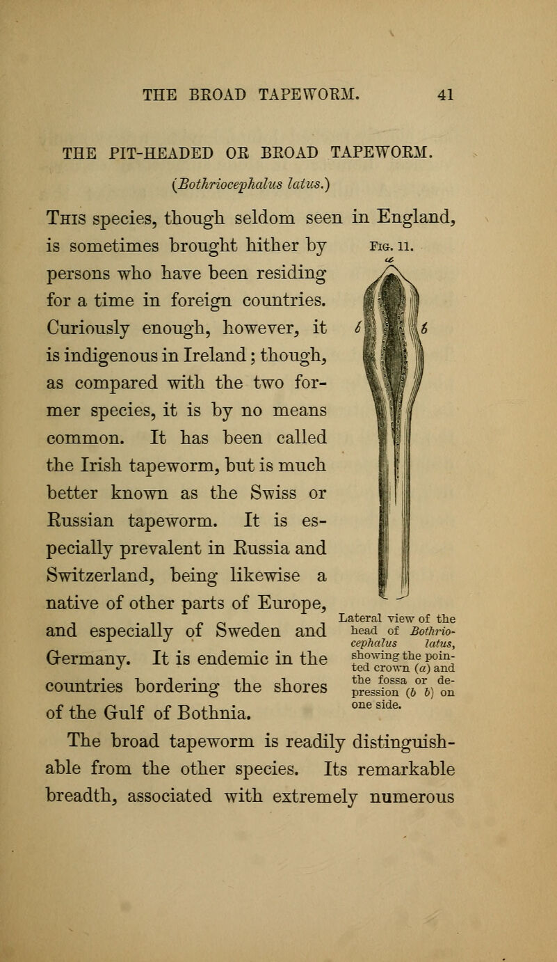 Fig. 11. THE PIT-HEADED OR BROAD TAPEWORM. (Bothrioce'phalus latus.) This species, though seldom seen in England, is sometimes brought hither by persons who have been residing for a time in foreign countries. Curiously enough, however, it is indigenous in Ireland; though, as compared with the two for- mer species, it is by no means common. It has been called the Irish tapeworm, but is much better known as the Swiss or Eussian tapeworm. It is es- pecially prevalent in Eussia and Switzerland, being likewise a native of other parts of Europe, and especially of Sweden and Germany. It is endemic in the countries bordering the shores of the Gulf of Bothnia. The broad tapeworm is readily distinguish- able from the other species. Its remarkable breadth, associated with extremely numerous Lateral view of the head of Bothrio- cephaJus latus, showing the poin- ted crown (a) and the fossa or de- pression (6 b) on one side.