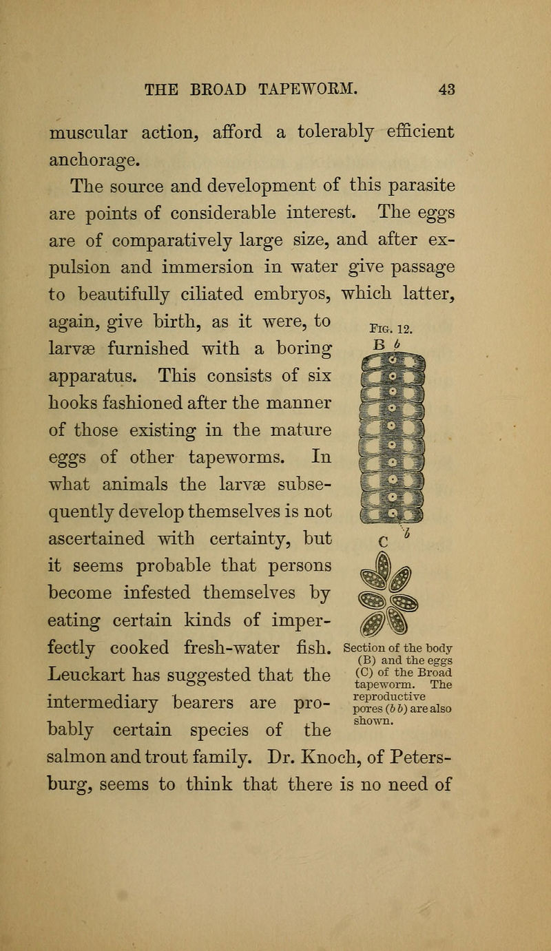 muscular action, afford a tolerably efficient anchorage. The source and development of this parasite are points of considerable interest. The eggs are of comparatively large size, and after ex- pulsion and immersion in water give passage to beautifully ciliated embryos, which latter, again, give birth, as it were, to larvae furnished with a boring apparatus. This consists of six hooks fashioned after the manner of those existing in the mature eggs of other tapeworms. In what animals the larvse subse- quently develop themselves is not ascertained with certainty, but it seems probable that persons become infested themselves by eating certain kinds of imper- fectly cooked fresh-water fish, section of the body (B) and the eggs Leuckart has suggested that the <c>of the Br°ld 00 tapeworm. The intermediary bearers are pro- jSb^Jg^aiso bably certain species of the salmon and trout family. Dr. Knoch, of Peters- burg, seems to think that there is no need of Fig. 12. B 6