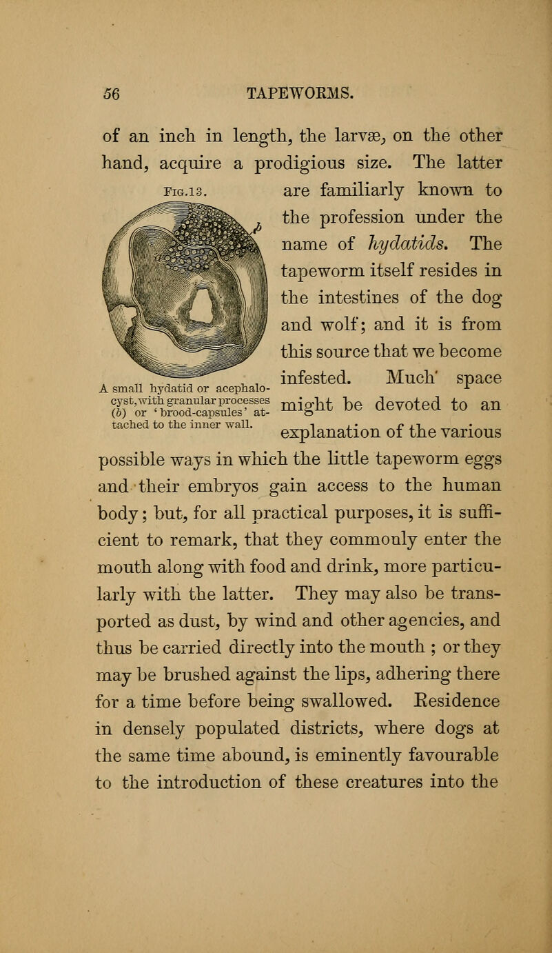 of an inch in length, the larvae, on the other hand, acquire a prodigious size. The latter fig.13. are familiarly known to the profession under the name of hydatids. The tapeworm itself resides in the intestines of the dog and wolf; and it is from this source that we become infested. Much' space A small hydatid or acephalo- *■ fr^Essgssrs. m%ht be devoted to an tached to the inner wall. explanation of the varioug possible ways in which the little tapeworm eggs and their embryos gain access to the human body; but, for all practical purposes, it is suffi- cient to remark, that they commonly enter the mouth along with food and drink, more particu- larly with the latter. They may also be trans- ported as dust, by wind and other agencies, and thus be carried directly into the mouth ; or they may be brushed against the lips, adhering there for a time before being swallowed. Eesidence in densely populated districts, where dogs at the same time abound, is eminently favourable to the introduction of these creatures into the