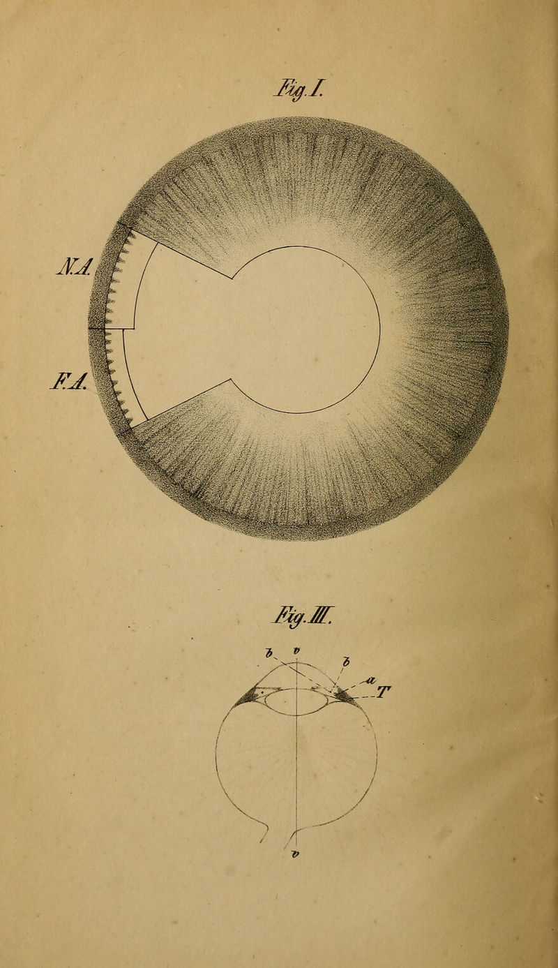 fig.I. Ml HJ. . ..... ., V My.K / /-