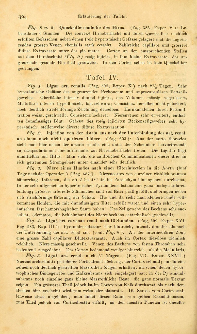 Fig. 8 u. .9. Quecksilberembolie des Hirns. (Pag. 383, Exper. V): Le- bensdauer 6 Stunden. Die convexe Hirnoberfläche mit durch Quecksilber reichlich erfüllten Gefässchen, neben denen freie hyperämischeGefässe gelagert sind, die angren- zenden grossen Venen ebenfalls stark ectasirt. Zahlreiche capilläre und grössere diffuse Extravasate unter der pia mater. Cortex an den entsprechenden Stellen auf dem Durchschnitt (Fig. 9) rosig injicirt, in ihm kleine Extravasate, der an- grenzende gesunde Hirntheil granweiss. In den Cortex selbst ist kein Quecksilber gedrungen. Tafel IV. Fig. 1. Ligat. art. renalis (Pag. 595, Exper. X.) nach sy^ Tagen. Sehr hyperämische Gefässe des angrenzenden Peritoneum und supracapsulären Eettzell- gewebes. Oberfläche intensiv dunkel injicirt, das Volumen massig vergrössert, Medullaris intensiv hyperäraisch, fast schwarz; Consistenz derselben nicht gelockert, noch deutlich streifenförmige Zeichnung derselben. Harnkanälchen durch Fettinfil- tration weiss, geschwellt, Consistenz lockerer. Nierenvenen sehr erweitert, enthal- ten dünnflüssiges Blut. Gefässe des rosig injicirten Beckenzellgewebes sehr hy- perämisch, stellenweise directe diffuse Extravasation. Fig. S. Injection von der Aorta aus nach der Unterbindung- der art. renal, an einem noch nicht operirten Thiere. (Pag. 603): Aus der aorta thoracica sieht man hier neben der arteria renalis eine unter der Nebenniere hervortretende supracapsularis und eine infrarenalis zur Nierenoberfläche treten. Die Ligatur liegt unmittelbar am Hilus. Man sieht die zahlreichen Communicationen dieser drei an sich getrennten Stromgebiete unter einander sehr deutlich. Fig. .3. Niere eines Hundes nach einer Eiterinjection in die Aorta (fünf Tage nach der Operation.) [Pag. 637.]: Nierencortex von einzelnen röthlich braunen hämorrhag. Infarcten, die oft 3 bis 4' tief ins Pai'enchym hineingehen, durchsetzt. In der sehr allgemeinen hyperämischen Pyramidensubstanz eine ganz analoge Infarct- bildung; grössere arterielle Stämmchen sind von Eiter prall gefüllt und bringen neben sich strichförmige Eiterung zur Schau. Hie und da sieht man kleinere runde voll- kommene Höhlen, die mit dünnflüssigem Eiter erfüllt waren und einen sehr hyper- ämischen, fast hämorrhagischen Saum haben. Das Zellgewebe des Beckens sehr suc- culent, ödematös. die Schleimhaut des Nierenbeckens catarrhalisch geschwellt. Fig. 4. Lijfat. art. et venae renal, nach 12 Stunden. (Pag. 599, Exper.XVI. Pag. 583, Exp. III.): Pyramidensubstanz sehr blutreicli, intensiv dunkler als nach der Unterbindung der art. renal, sin. (conf. Fig. ,9.). An der intermediären Zone eine grosse Zahl capillärer Blutextravasate. Auch im Cortex dieselben ziemlich reichlich. Niere massig geschwellt. Venen des Beckens von festen Thromben sehr bedeutend ausgedehnt. Der Cortex bedeutend weniger blutreich, als die Medullaris. Fig. 5. Ligat. art. renal, nach 31 Tagen. (Pag. 617, Exper. XXVII.) Nierendurchschnitt: peripherer Corticalrand höckerig, der Cortex schmal; nur in ein- zelnen noch deutlich gestreiften blassrothen Zügen erhalten, zwischen denen hyper- trophisches Bindegewebe und Kalksubstanz sich eingelagert hat; in der Pyramidal- substanz noch einzelne ganz kleine blassröthliche Reste, die ganz normale Textur zeigen. Ein grösserer Theil jedoch ist im Cortex von Kalk durchsetzt bis nach dem Becken hin; erscheint wiederum weiss oder blassroth. Die Serosa vom Cortex stel- lenweise etwas abgehoben, man findet diesen Raum von gelben Exsudatmassen, zum Theil jedoch von Corticalresten erfüllt, an den meisten Puncten ist dieselbe