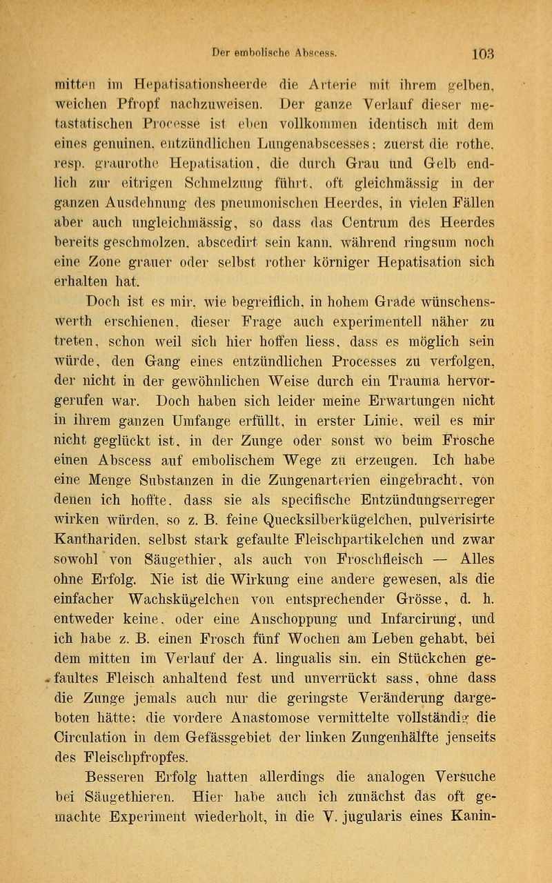 mitten im Hepatisationsheerde die Arterie mit ihrem gelben, weichen Pfropf nachzuweisen. Der ganze Verlauf dieser me- tastatischen Processe ist eben vollkommen identisch mit dem eines genuinen, entzündlichen Lungenabscesses; zuerst die rothe, resp. graurothe Hepatisation, die durch Grau und Gelb end- lich zur eitrigen Schmelzung führt, oft gleichmässig in der ganzen Ausdehnung des pneumonischen Heerdes, in vielen Fällen aber auch ungleichmässig, so dass das Centrum des Heerdes bereits geschmolzen, abscedirt sein kann, während ringsum noch eine Zone grauer oder selbst rother körniger Hepatisation sich erhalten hat. Doch ist es mir, wie begreiflich, in hohem Grade wünschens- werth erschienen, dieser Frage auch experimentell näher zu treten, schon weil sich hier hoffen Hess, dass es möglich sein würde, den Gang eines entzündlichen Processes zu verfolgen, der nicht in der gewöhnlichen Weise durch ein Trauma hervor- gerufen war. Doch haben sich leider meine Erwartungen nicht in ihrem ganzen Umfange erfüllt, in erster Linie, weil es mir nicht geglückt ist, in der Zunge oder sonst wo beim Frosche einen Abscess auf embolischem Wege zu erzeugen. Ich habe eine Menge Substanzen in die Zungenarterien eingebracht, von denen ich hoffte, dass sie als specifische Entzündungserreger wirken würden, so z. B. feine Quecksilberkügelchen, pulverisirte Kanthariden, selbst stark gefaulte Fleischpartikelchen und zwar sowohl von Säugethier, als auch von Froschfleisch — Alles ohne Erfolg. Nie ist die Wirkung eine andere gewesen, als die einfacher Wachskügelchen von entsprechender Grösse, d. h. entweder keine, oder eine Anschoppung und Infarcirung, und ich habe z. B. einen Frosch fünf Wochen am Leben gehabt, bei dem mitten im Verlauf der A. lingualis sin. ein Stückchen ge- faultes Fleisch anhaltend fest und unverrückt sass, ohne dass die Zunge jemals auch nur die geringste Veränderung darge- boten hätte; die vordere Anastomose vermittelte vollständig: die Circulation in dem Gefässgebiet der linken Zungenhälfte jenseits des Fleischpfropfes. Besseren Erfolg hatten allerdings die analogen Versuche bei Säugethieren. Hier habe auch ich zunächst das oft ge- machte Experiment wiederholt, in die V. jugularis eines Kanin-