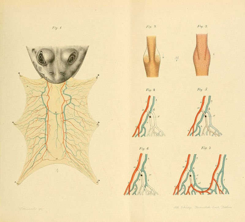 Fig. i. FU). g. F',a..y. & Fiq.4. Fiel. 'S. Fig. 6. m. 7. ^Awfet- \%A,ö%*A.Q-t\)-ßü. c'^'