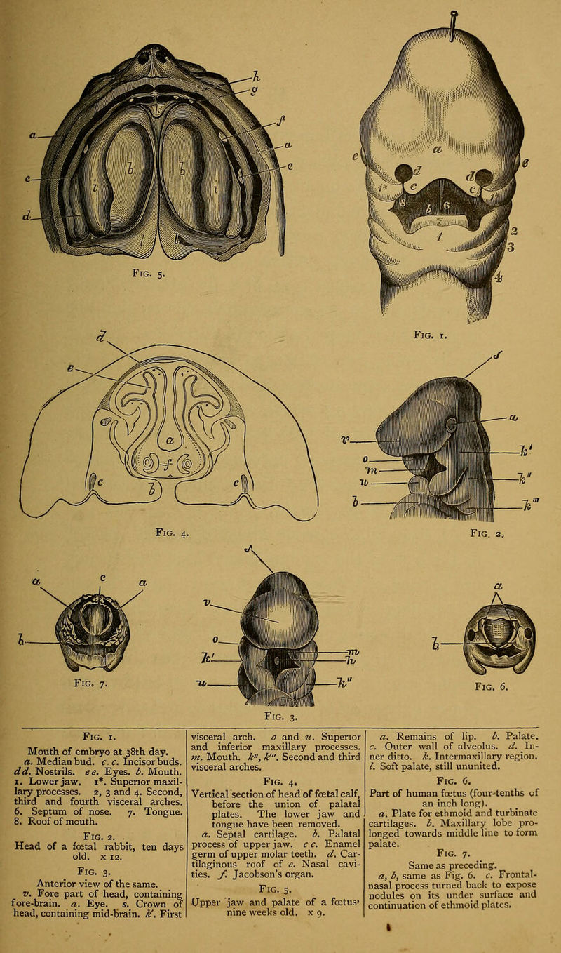 Mouth of embryo at 38th day. a. Median bud. c.c. Incisor buds. dd. Nostrils, ee. Eyes. b. Mouth. 1. Lower jaw. 1*. Superior maxil- lary processes. 2, 3 and 4. Second, third and fourth visceral arches. 6. Septum of nose. 7. Tongue. 8. Roof of mouth. Fig. 2. Head of a fcetal rabbit, ten days old. x 12. Fig. 3. Anterior view of the same. v. Fore part of head, containing fore-brain, a. Eye. s. Crown of head, containing mid-brain. K. First Fig. 3. and inferior maxillary processes. m. Mouth, k, k'. Second and third visceral arches. Fig. 4. Vertical section of head of fcetal calf, before the union of palatal plates. The lower jaw and tongue have been removed. a. Septal cartilage. b. Palatal process of upper jaw. c c. Enamel germ of upper molar teeth, d. Car- tilaginous roof of e. Nasal cavi- ties, f. Jacobson's organ. Fig. s. •Upper jaw and palate of a fcetus> nine weeks old. x 9. c. Outer wall of alveolus, d. In- ner ditto, k. Intermaxillary region. /. Soft palate, still ununited. Fig. 6. Part of human foetus (four-tenths of an inch long). a. Plate for ethmoid and turbinate cartilages, b. Maxillary lobe pro- longed towards middle line to form palate. Fig. 7. Same as preceding. a, b, same as Fig. 6. c. Frontal- nasal process turned back to expose nodules on its under surface and continuation of ethmoid plates.