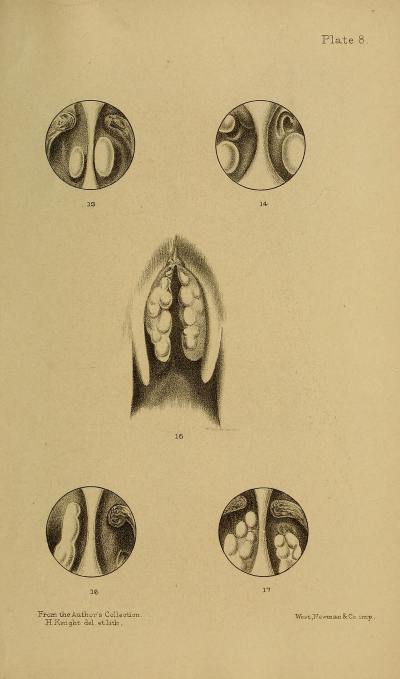 Fjrccm the Author's Collection. H. Km girt del. etlrth . West>]\Tew-ma.n &Co imp.