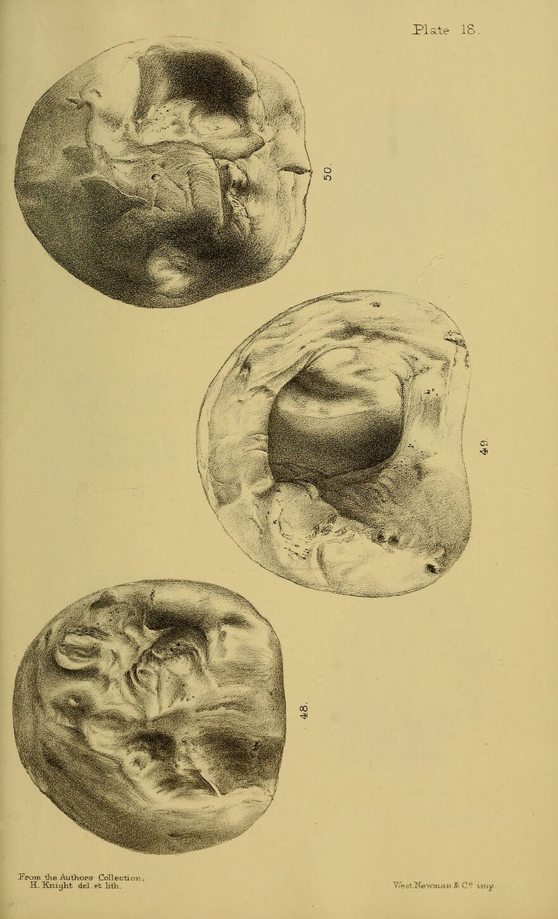 ■PF*^--\ ^ K From the Authors Collectic H. Kniyht del.et lit~h. West Nevvmo a&C'