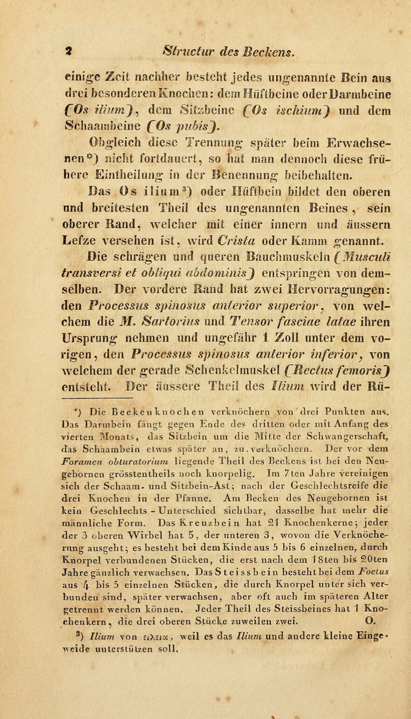 einige Zeit nachher besteht jedes ungenannte Bein aus drei besonderen Knochen: dem Hüftbeine oder Darmbeine COs iliumj^ dem Sitzbeine (^Os ischiumj und dem Schaasribeine (^Oä piibisj. Obgleich diese Trennung später beim Erwachse- nen*) nicht fortdauert, so hat man dennoch diese frü- here Eintheilung in der Benennung beibehalten. Das Os ilium^) oder Hüftbein bildQt den oberen und breitesten Theil des ungenannten Beines , sein oberer Hand, weicher mit einer innern und äussern Lefze versehen ist, wird Criski oder Kamm genannt. Die schi'ägen und queren Bauchmuskeln {^Musculi transversi et ohliqui abdomimsj entspringen von dem- selben. Der vordere Rand hat zwei Hervorragungen: den Processus spinosus anterior superior ^ von wel- chem die M. Sartorius und Tensor fasciae latae ihren Ursprang nehmen und ungefähr 1 Zoll unter dem vo- rigen, den Processus spinosus anterior inferior, von welchem der gerade Schenkclmuskel (^Rectus femorisj entsteht. Der äussere Theil des Ilium wird der Rü- ■'') Die Beekeulcnoclien verlcnöchern von drei Punkten aus. Das Darmbein fängt gegen Eode des dritten oder mit Anfang des vierten Monats, das Sitzbein um die Mitte der Schwangerschaft, das Schaambein etwas später an, zu.verkaöchern. Der vor dem Forameii ohtiiratorinnt liegende Theil des Beckens ist bei den Neu- gebornen grösstentheils noch knorpelig. Im 7ten Jahre vereinigen sich der Schaam- und Sitzbein-Ast; nach der Geschlechtsreife die drei Knochen in der Pfanne. Am Becken des Neugebornen ist kein Geschlechts - Unterschied sichtbar, dasselbe hat mehr die männliche Form. Das Kreuzbein hat 21 Knochenkernej jeder der 3 oberen Wirbel hat 5, der unteren 3, wovon die Verknöche- rung ausgeht^ es besteht bei demKindeaus 5 bis 6 einzelnen, durch Knorpel verbundenen Stücken, die erst nach dem ISten bis 20ten Jahre gänzlich verwachsen. Das Steissbein besteht bei dem Foeius aus 4 bis 5 einzelnen Stücken, die durch Knorpel unter sich ver- bunden sind, später verwachsen, aber oft auch im späteren Alter getrennt werden können. Jeder Theil des Steissbeines hat 1 Kno- ehenkern, die drei oberen Stücke zuweileu zwei. O. ') Ilium von SiXsi«, weil es das Ilium und andere kleine Einge» weide unterstützen soll.