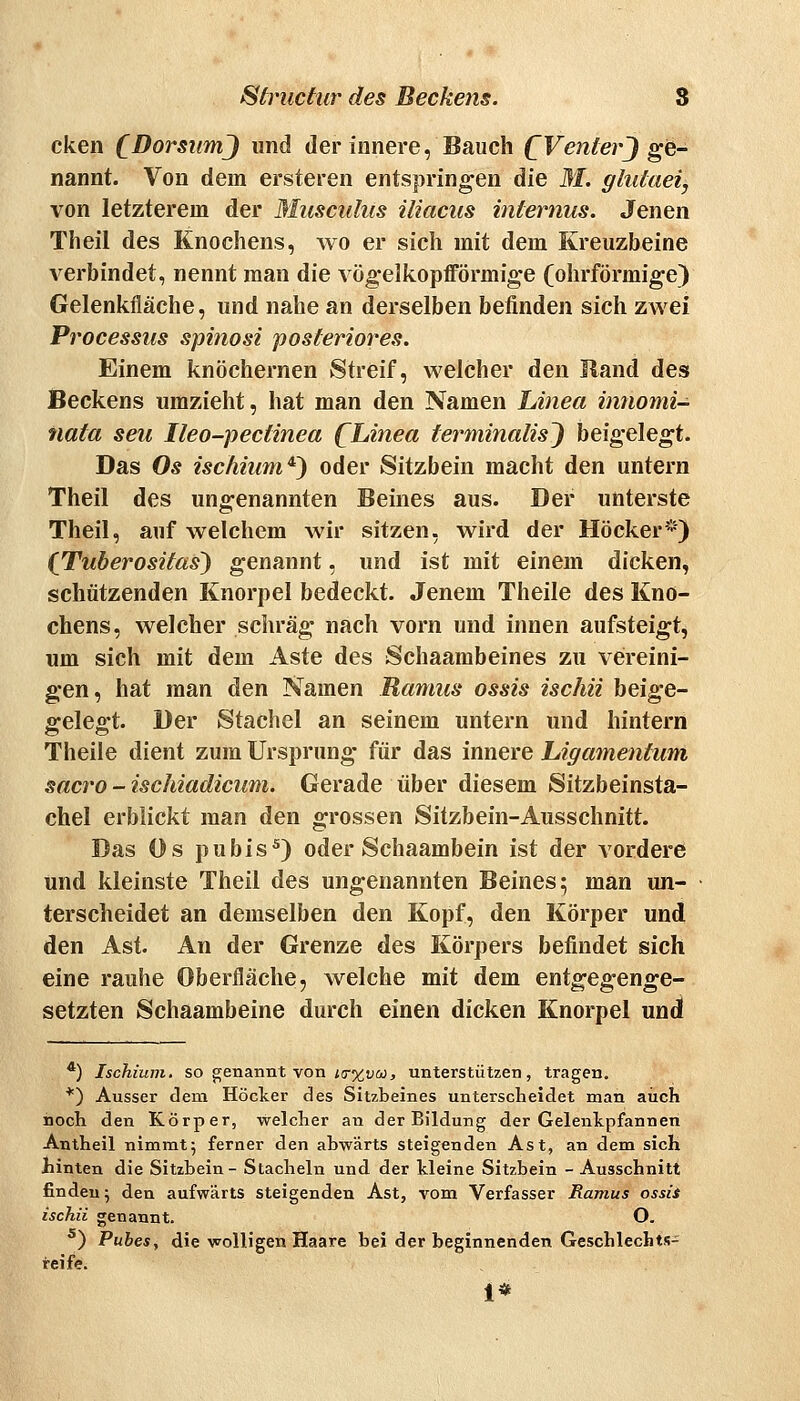 cken C^orsiimJ und der innere, Bauch CVenierJ ge- nannt. Von dem ersteren entspringen die 31. glidaei, von letzterem der Musculus iliacus internus. Jenen Theil des Knochens, wo er sich mit dem Kreuzbeine verbindet, nennt man die vögelkopfförmige (ohrförmige) Gelenkfläche, und nahe an derselben befinden sich zwei Processus spinosi posteriores. Einem knöchernen Streif, welcher den Rand des Beckens umzieht, hat man den Namen Linea imiomi^ nata seu Ileo-pectinea (^Linea terminalis') beigelegt. Das Os ischium*} oder Sitzbein macht den untern Theil des ungenannten Beines aus. Der unterste Theil, auf welchem wir sitzen, wird der Höcker*) (Tuberositas') genannt, und ist mit einem dicken, schützenden Knorpel bedeckt. Jenem Theile des Kno- chens, welcher schräg nach vorn und innen aufsteigt, um sich mit dem Aste des Schaambeines zu veireini- gen, hat man den Namen Ramus ossis ischii beige- gelegt. Der Stachel an seinem untern und hintern Theile dient zum Ursprung für das innere Ligamentum sacro - ischiadicum. Gerade über diesem Sitzbeinsta- chel erblickt man den grossen Sitzbein-Ausschnitt. Das Os pubis^) oder Schaambein ist der vordere und kleinste Theil des ungenannten Beines; man un- terscheidet an demselben den Kopf, den Körper und den Ast. An der Grenze des Körpers befindet sich eine rauhe Oberfläche, welche mit dem entgegenge- setzten Schaambeine durch einen dicken Knorpel und *) Ischium. so genannt von i(r%tjw, unterstützen, tragen. *) Ausser dem Höcker des Sitzbeines unterscheidet man auch iioch den Körper, welcher an der Bildung der Gelenkpfannen Antheil nimmt; ferner den abwärts steigenden Ast, an dem sich hinten die Sitzbein- Stacheln und der kleine Sitzbein - Ausschnitt finden; den aufwärts steigenden Ast, vom Verfasser Ramus ossii ischii genannt. O. *) Pubes, die wolligen Haare bei der beginnenden Geschlechts- reife. 1*