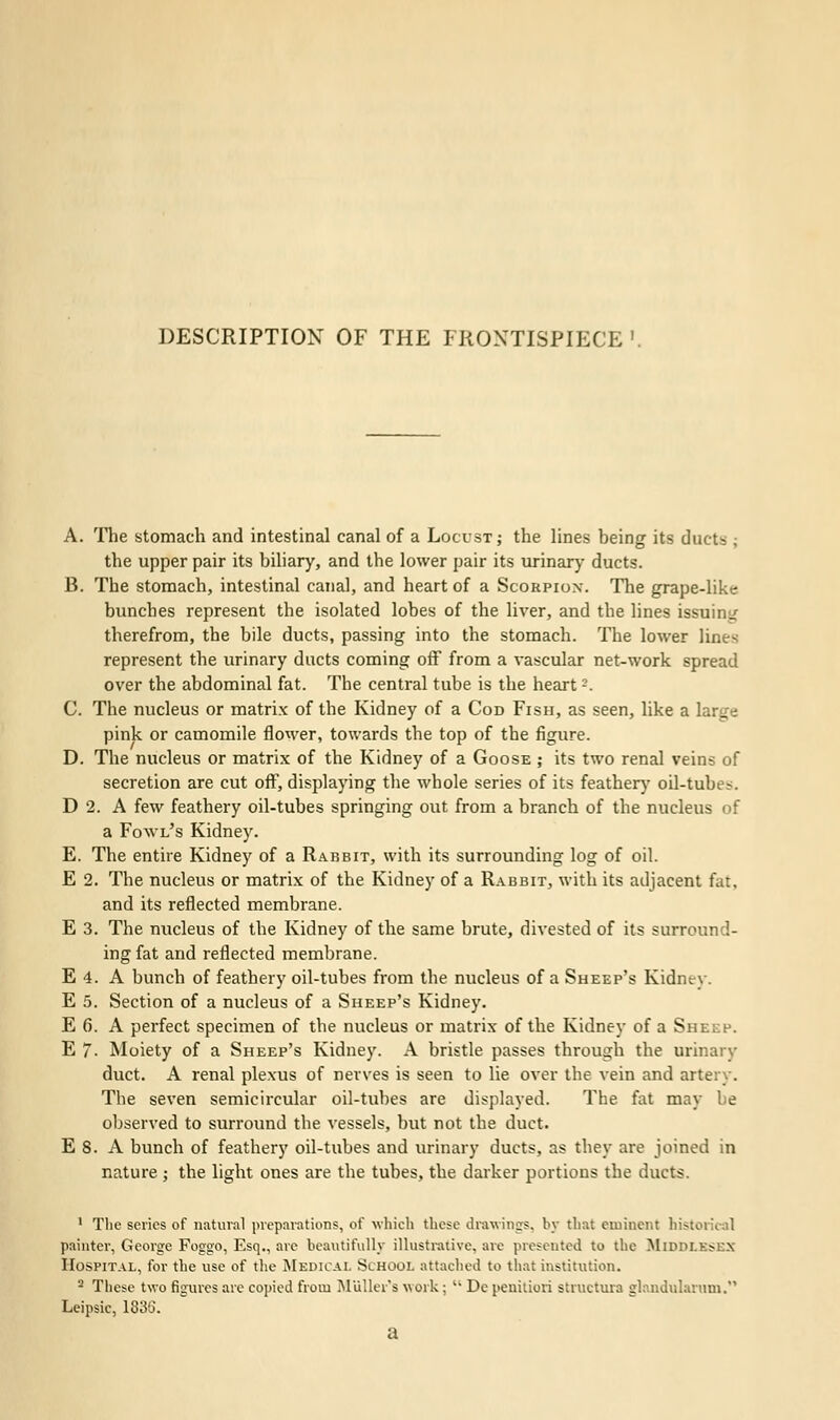 DESCRIPTION OF THE FRONTISPIECE'. A. The stomach and intestinal canal of a Locust; the lines being its ducts ; the upper pair its biliary, and the lower pair its urinary ducts. B. The stomach, intestinal canal, and heart of a Scorpion. The grape-like bunches represent the isolated lobes of the liver, and the lines issuing therefrom, the bile ducts, passing into the stomach. The lower lines represent the urinary ducts coming off from a vascular net-work spread over the abdominal fat. The central tube is the heart2. C. The nucleus or matrix of the Kidney of a Cod Fish, as seen, like a lanre pink or camomile flower, towards the top of the figure. D. The nucleus or matrix of the Kidney of a Goose ; its two renal veins of secretion are cut off, displaying the whole series of its feather}' oil-tube*. D 2. A few feathery oil-tubes springing out from a branch of the nucleus of a Fowl's Kidney. E. The entire Kidney of a Rabbit, with its surrounding log of oil. E 2. The nucleus or matrix of the Kidney of a Rabbit, with its adjacent fat. and its reflected membrane. E 3. The nucleus of the Kidney of the same brute, divested of its surround- ing fat and reflected membrane. E 4. A bunch of feathery oil-tubes from the nucleus of a Sheep's Kidnev. E 5. Section of a nucleus of a Sheep's Kidney. E 6. A perfect specimen of the nucleus or matrix of the Kidney of a Sheep. E 7. Moiety of a Sheep's Kidney. A bristle passes through the urinary duct. A renal plexus of nerves is seen to lie over the vein and artery. The seven semicircular oil-tubes are displayed. The fat may be observed to surround the vessels, but not the duct. E 8. A bunch of feathery oil-tubes and urinary ducts, as they are joined in nature ; the light ones are the tubes, the darker portions the ducts. 1 The series of natural preparations, of which these drawings, by that eminent historical painter, George Foggo, Esq., are beautifully illustrative, are presented to the Mipih.k^ex Hospital, for the use of the Medical School attached to that institution. 2 These two figures are copied from Mullet's work;  De penitiori structura glandularum. Leipsic, 183'j. a