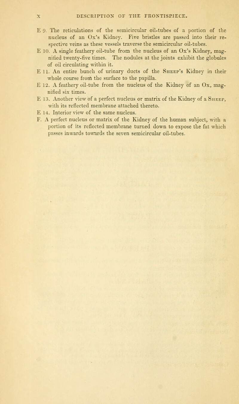 E 9. The reticulations of the semicircular oil-tubes of a portion of the nucleus of an Ox's Kidne}'. Five bristles are passed into their re- spective veins as these vessels traverse the semicircular oil-tubes. E 10. A single feathery oil-tube from the nucleus of an Ox's Kidney, mag- nified twenty-five times. The nodules at the joints exhibit the globules of oil circulating within it. Ell. An entire bunch of urinary ducts of the Sheep's Kidney in their whole course from the surface to the papula. E 12. A feathery oil-tube from the nucleus of the Kidney of an Ox, mag- nified six times. E 13. Another view of a perfect nucleus or matrix of the Kidney of a Sheep, with its reflected membrane attached thereto. E 14. Interior view of the same nucleus. F. A perfect nucleus or matrix of the Kidney of the human subject, with a portion of its reflected membrane turned down to expose the fat which passes inwards towards the seven semicircular oil-tubes.