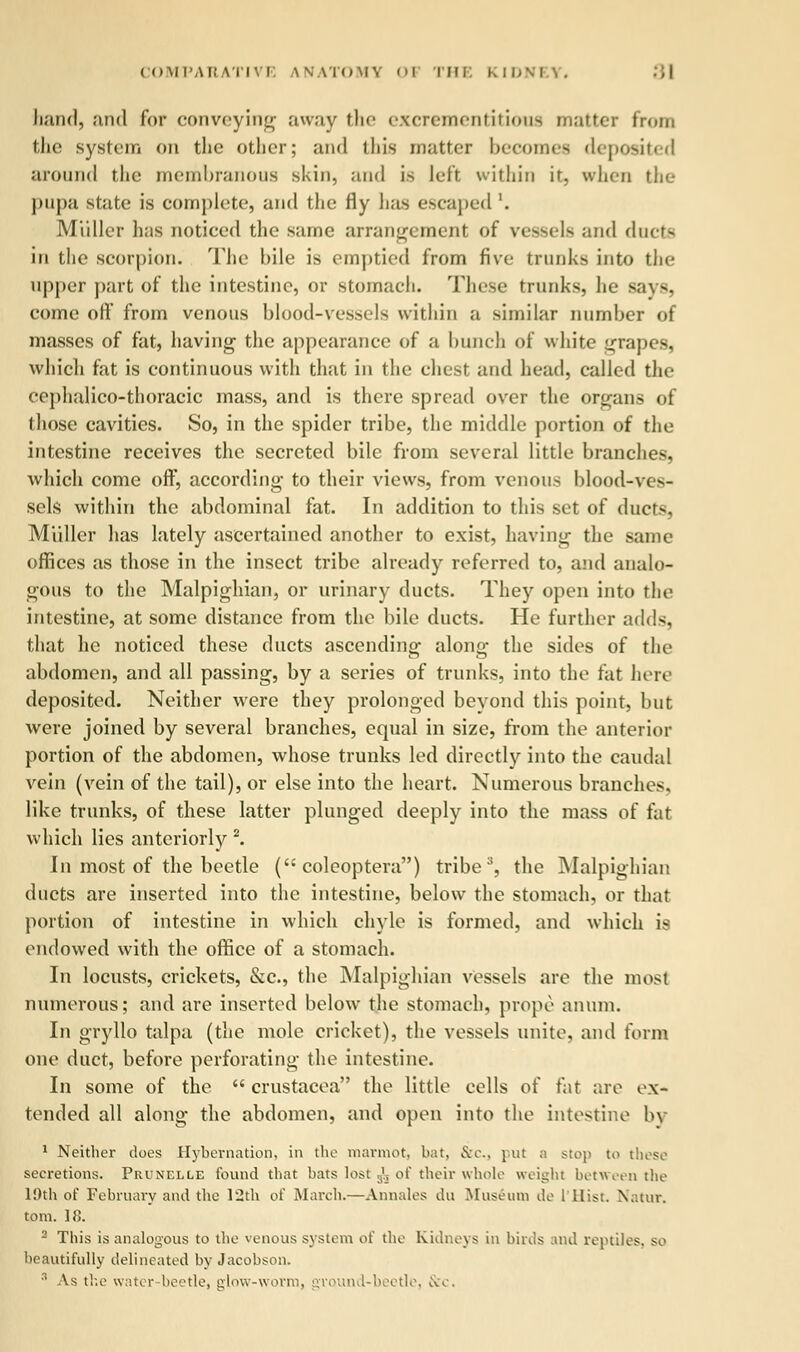 hand, and for conveying away the excrementitious matter from the system on the other; and this matter becomes deposited around the membranous skin, and is left within it, when the pupa state is complete, and the fly lias escaped '. Midler has noticed the same arrangement of vessels and ducts in the scorpion. The bile is emptied from five trunks into the upper part of the intestine, or stomach. These trunks, he says, come oft' from venous blood-vessels within a similar number of masses of fat, having the appearance of a bunch of white grapes, which fat is continuous with that in the chest and head, called the cephalico-thoracic mass, and is there spread over the organs of those cavities. So, in the spider tribe, the middle portion of the intestine receives the secreted bile from several little branches, which come off, according to their views, from venous blood-ves- sels within the abdominal fat. In addition to this set of ducts, Miiller has lately ascertained another to exist, having the same offices as those in the insect tribe already referred to, and analo- gous to the Malpighian, or urinary ducts. They open into the intestine, at some distance from the bile ducts. He further adds, that he noticed these ducts ascending along the sides of the abdomen, and all passing, by a series of trunks, into the fat here deposited. Neither were they prolonged beyond this point, but were joined by several branches, equal in size, from the anterior portion of the abdomen, whose trunks led directly into the caudal vein (vein of the tail), or else into the heart. Numerous branches, like trunks, of these latter plunged deeply into the mass of fat which lies anteriorly 2. In most of the beetle ( coleoptera) tribe3, the Malpighian ducts are inserted into the intestine, below the stomach, or that portion of intestine in which chyle is formed, and which is endowed with the office of a stomach. In locusts, crickets, &c, the Malpighian vessels are the most numerous; and are inserted below the stomach, prope a num. In gryllo talpa (the mole cricket), the vessels unite, and form one duct, before perforating the intestine. In some of the  Crustacea the little cells of fat are ex- tended all along the abdomen, and open into the intestine by 1 Neither does Hybernation, in the marmot, bat, &c, put a stop to these secretions. Prunelle found that bats lost s'5 of their whole weight between the 19th of February and the 12th of March.—Annates du Museum de I'Hist Natur. torn. 18. 2 This is analogous to the venous system of the Kidneys in birds and reptiles, so beautifully delineated by Jacobson. 3 As the water-beetle, glow-worm, ground-beetle, &c.