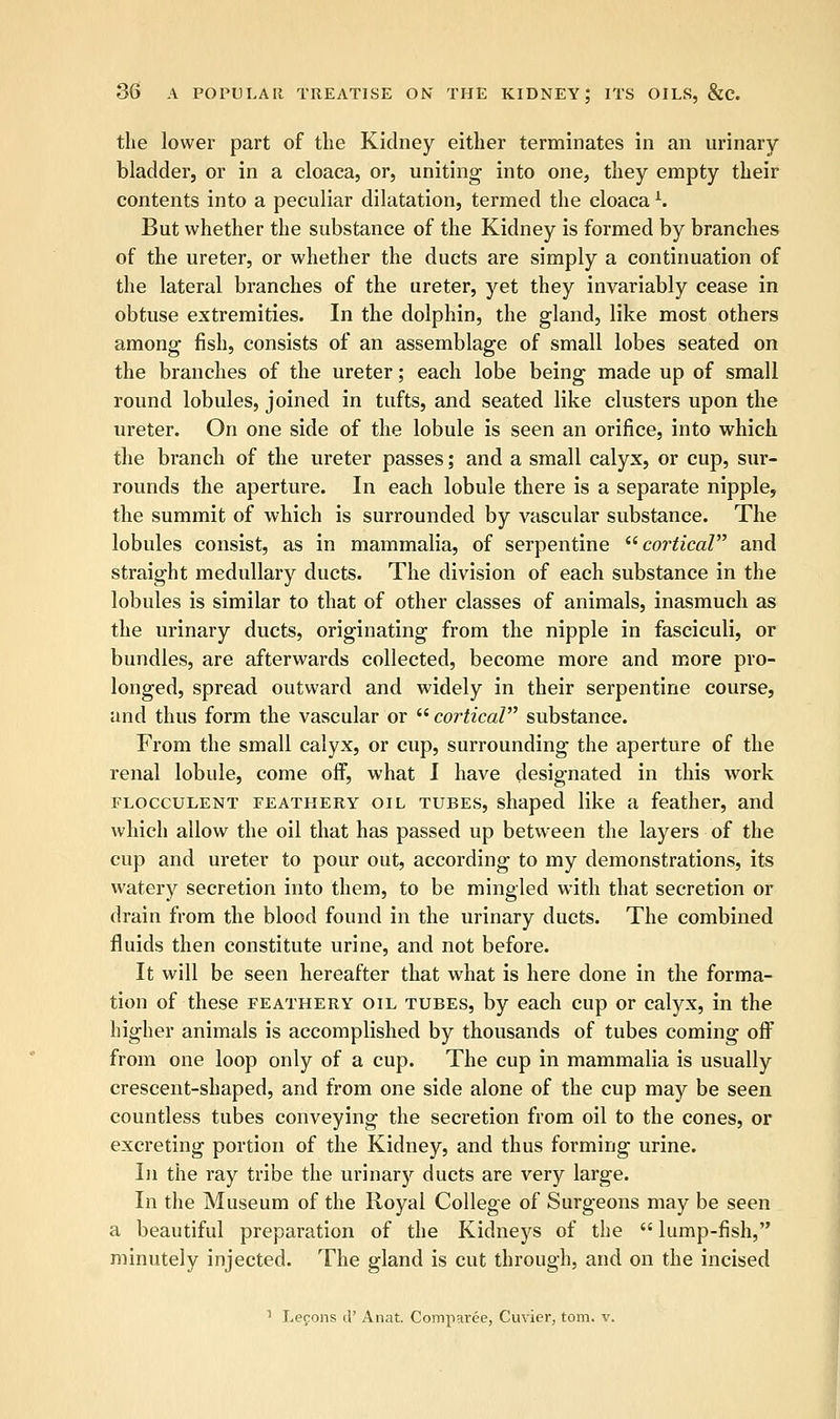 the lower part of the Kidney either terminates in an urinary bladder, or in a cloaca, or, uniting into one, they empty their contents into a peculiar dilatation, termed the cloacal. But whether the substance of the Kidney is formed by branches of the ureter, or whether the ducts are simply a continuation of the lateral branches of the ureter, yet they invariably cease in obtuse extremities. In the dolphin, the gland, like most others among fish, consists of an assemblage of small lobes seated on the branches of the ureter; each lobe being made up of small round lobules, joined in tufts, and seated like clusters upon the ureter. On one side of the lobule is seen an orifice, into which the branch of the ureter passes; and a small calyx, or cup, sur- rounds the aperture. In each lobule there is a separate nipple, the summit of which is surrounded by vascular substance. The lobules consist, as in mammalia, of serpentine cortical and straight medullary ducts. The division of each substance in the lobules is similar to that of other classes of animals, inasmuch as the urinary ducts, originating from the nipple in fasciculi, or bundles, are afterwards collected, become more and more pro- longed, spread outward and widely in their serpentine course, and thus form the vascular or  cortical substance. From the small calyx, or cup, surrounding the aperture of the renal lobule, come off, what I have designated in this work elocculent feathery oil tubes, shaped like a feather, and which allow the oil that has passed up between the layers of the cup and ureter to pour out, according to my demonstrations, its watery secretion into them, to be mingled with that secretion or drain from the blood found in the urinary ducts. The combined fluids then constitute urine, and not before. It will be seen hereafter that what is here done in the forma- tion of these feathery oil tubes, by each cup or calyx, in the higher animals is accomplished by thousands of tubes coming off from one loop only of a cup. The cup in mammalia is usually crescent-shaped, and from one side alone of the cup may be seen countless tubes conveying the secretion from oil to the cones, or excreting portion of the Kidney, and thus forming urine. In the ray tribe the urinary ducts are very large. In the Museum of the Royal College of Surgeons may be seen a beautiful preparation of the Kidneys of the  lump-fish, minutely injected. The gland is cut through, and on the incised 1 Lepons d' Anat. Comparee, Cuvier, torn. v.