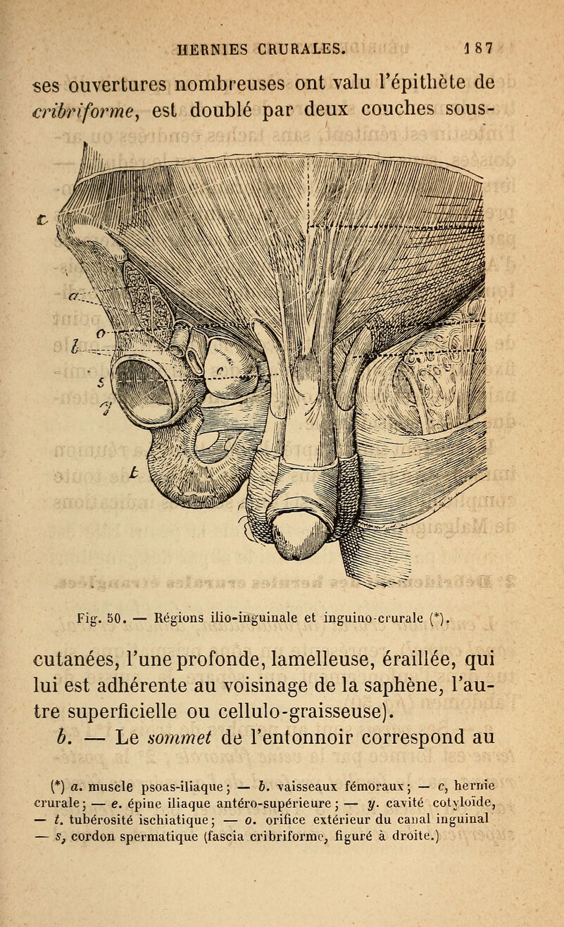 ses ouvertures nombreuses ont valu l'épithcte de cribr iforme f est doublé par deux couches sous- c I Fig. 50. — Régions ilio-iiiguinale et inguino-crurale (*). cutanées, l'une profonde, lamelleuse, éraillée, qui lui est adhérente au voisinage de la saphène, l'au- tre superficielle ou cellulo-graisseuse). b. — Le sommet de l'entonnoir correspond au (*) a. muscle psoas-iliaque ; — b. -vaisseaux fémoraux ; — c, hernie crurale; — e. épine iliaque antéro-supérieure; — y. cavité cotyloïde, — t. tubérosité ischiatique; — o. orifice extérieur du canal inguinal — s, cordon spermatique (fascia cribriforme, figuré à droite.)