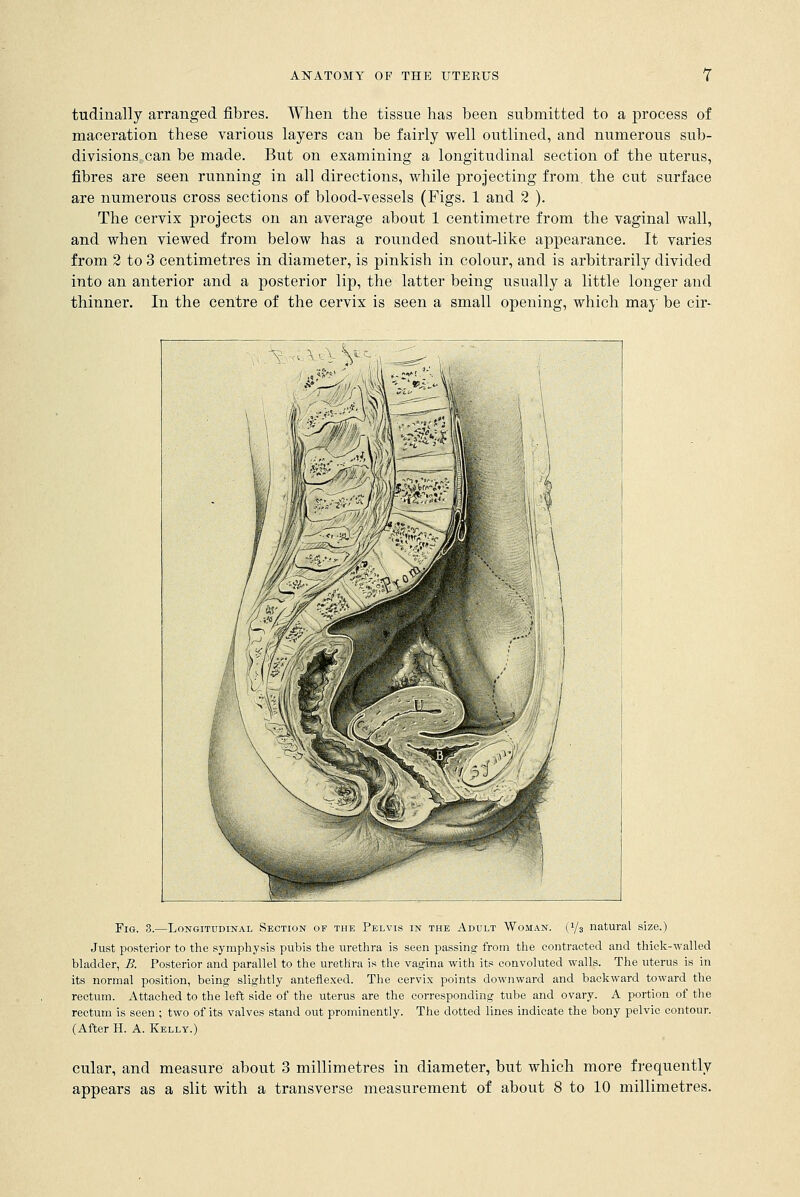 tudinally arranged fibres. When the tissue has been submitted to a process of maceration these various layers can be fairly well outlined, and numerous sub- divisions can be made. But on examining a longitudinal section of the uterus, fibres are seen running in all directions, while projecting from the cut surface are numerous cross sections of blood-vessels (Figs. 1 and 2 ). The cervix projects on an average about 1 centimetre from the vaginal wall, and when viewed from below has a rounded snout-like appearance. It varies from 2 to 3 centimetres in diameter, is pinkish in colour, and is arbitrarily divided into an anterior and a posterior lip, the latter being usually a little longer and thinner. In the centre of the cervix is seen a small opening, which may be cir- Fig. 3.—Longitudinal Section of the Pelvis in the Adult Woman. (7s natural size.) Just posterior to the symphysis pubis the urethra is seen passing from the contracted and thick-walled bladder, B. Posterior and parallel to the urethra is the vagina with its convoluted walls. The uterus is in its normal position, being slightly anteflexed. The cervix points downward and backward toward the rectum. Attached to the left side of the uterus are the corresponding tube and ovary. A portion of the rectum is seen ; two of its valves stand out prominently. The dotted lines indicate the bony pelvic contour. (After H. A. Kelly.) cular, and measure about 3 millimetres in diameter, but which more frequently appears as a slit with a transverse measurement of about 8 to 10 millimetres.