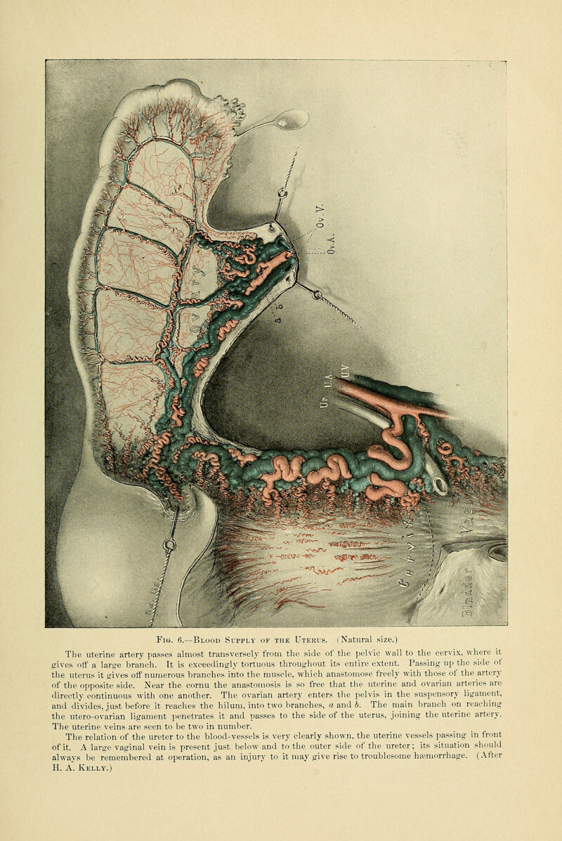 Fig. 6.—Blood Supply of the Uterus. < Natural size.) The uterine artery passes almost transversely from the side of the pelvic wall to the cervix, where it gives off a large branch. It is exceedingly tortuous throughout its entire extent. Passing up the side of the uterus it gives off numerous branches into the muscle, which anastomose freely with those of the artery of the opposite side. Near the cornu the anastomosis is so free that the uterine and ovarian arteries are directly continuous with one another. The ovarian artery enters the pelvis in the suspensory ligament, and divides, just before it reaches the hilum, into two branches, a and b. The main branch on reaching the utero-ovarian ligament penetrates it and passes to the side of the uterus, joining the uterine artery. The uterine veins are seen to be two in number. The relation of the ureter to the blood-vessels is very clearly shown, the uterine vessels passing in front of it. A large vaginal vein is present just below and to the outer side of the ureter; its situation should always be remembered at operation, as an injury to it may give rise to troublesome haemorrhage. (After