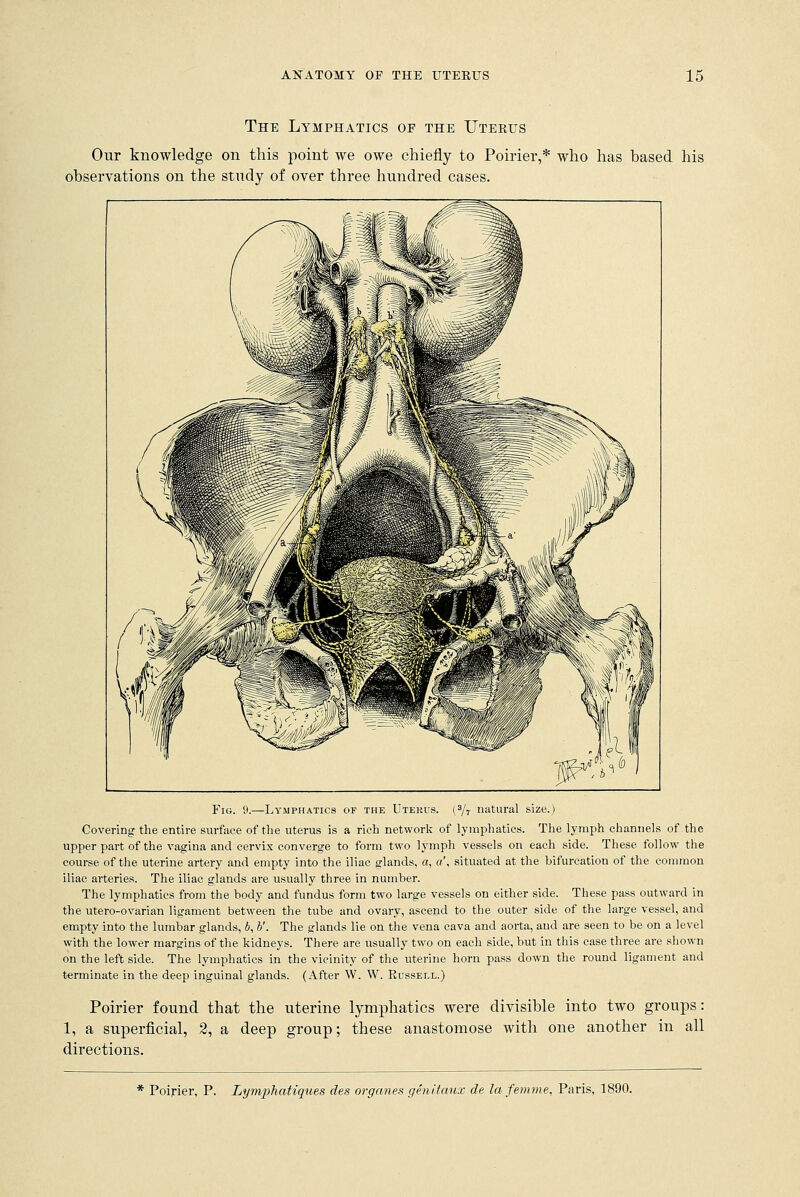 The Lymphatics of the Uteeiis Our knowledge on this point we owe chiefly to Poirier,* who has based his observations on the study of over three hundred cases. Fig. 9.—Lymphatics of the Uterus. (3/7 natural size.) Covering the entire surface of the uterus is a rich network of lymphatics. The lymph channels of the upper part of the vagina and cervix converge to form two lymph vessels on each side. These follow the course of the uterine artery and empty into the iliac glands, a, a', situated at the bifurcation of the common iliac arteries. The iliac glands are usually three in number. The lymphatics from the body and fundus form two large vessels on either side. These pass outward in the utero-ovarian ligament between the tube and ovary, ascend to the outer side of the large vessel, and empty into the lumbar glands, b, I'. The glands lie on the vena cava and aorta, and are seen to be on a level with the lower margins of the kidneys. There are usually two on each side, but in this case three are shown on the left side. The lymphatics in the vicinity of the uterine horn pass down the round ligament and terminate in the deep inguinal glands. (After W. W. Eussell.) Poirier found that the uterine lymphatics were divisible into two groups: 1, a superficial, 2, a deep group; these anastomose with one another in all directions. * Poirier, P. Lymphatiques des organes genitaux de la femme, Paris, 1890.
