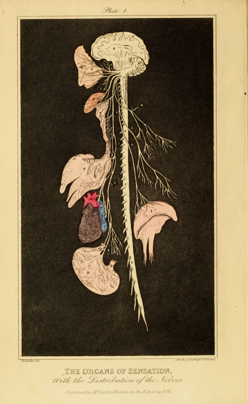 F..Sr.,Uyr..'s/ tTHE DJ&&AM& ©IF iEMMMM, //////// C//.)/;v'/v///r// //'///, ■ Ir/vv.J.