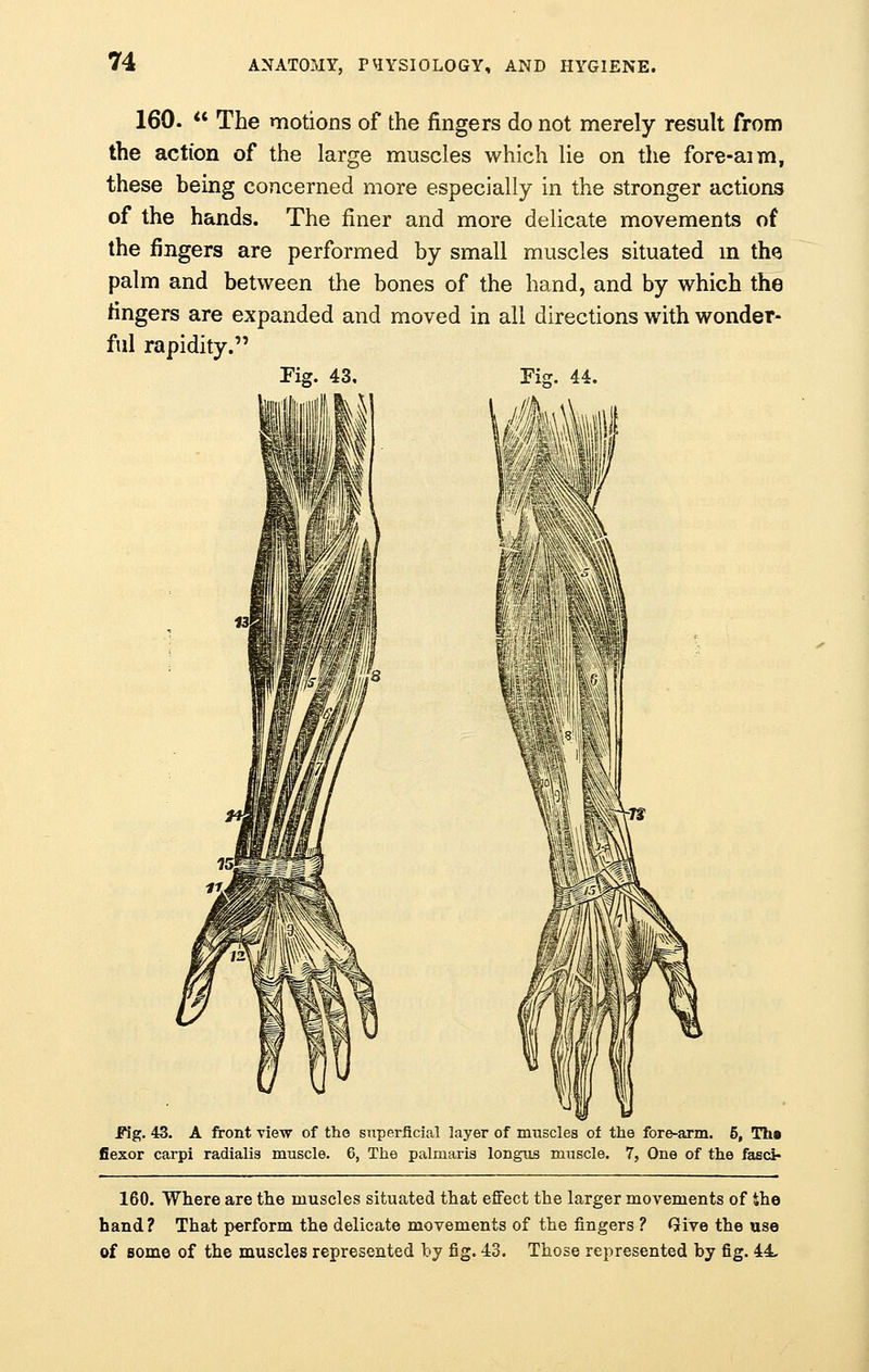 160.  The motions of the fingers do not merely result from the action of the large muscles which lie on the fore-aim, these being concerned more especially in the stronger actions of the hands. The finer and more delicate movements of the fingers are performed by small muscles situated in the palm and between the bones of the hand, and by which the ringers are expanded and moved in all directions with wonder- ful rapidity. Fig. 43. Fiff. 44. Fig. 43. A front view of tho superficial layer of muscles of the fore-arm. 5, Th« flexor carpi radialis muscle. 6, The palmaris longus muscle. 7, One of the fasci- 160. Where are the muscles situated that effect the larger movements of She hand? That perform the delicate movements of the fingers ? Give the use of some of the muscles represented by fig. 43. Those represented by tig. 44.