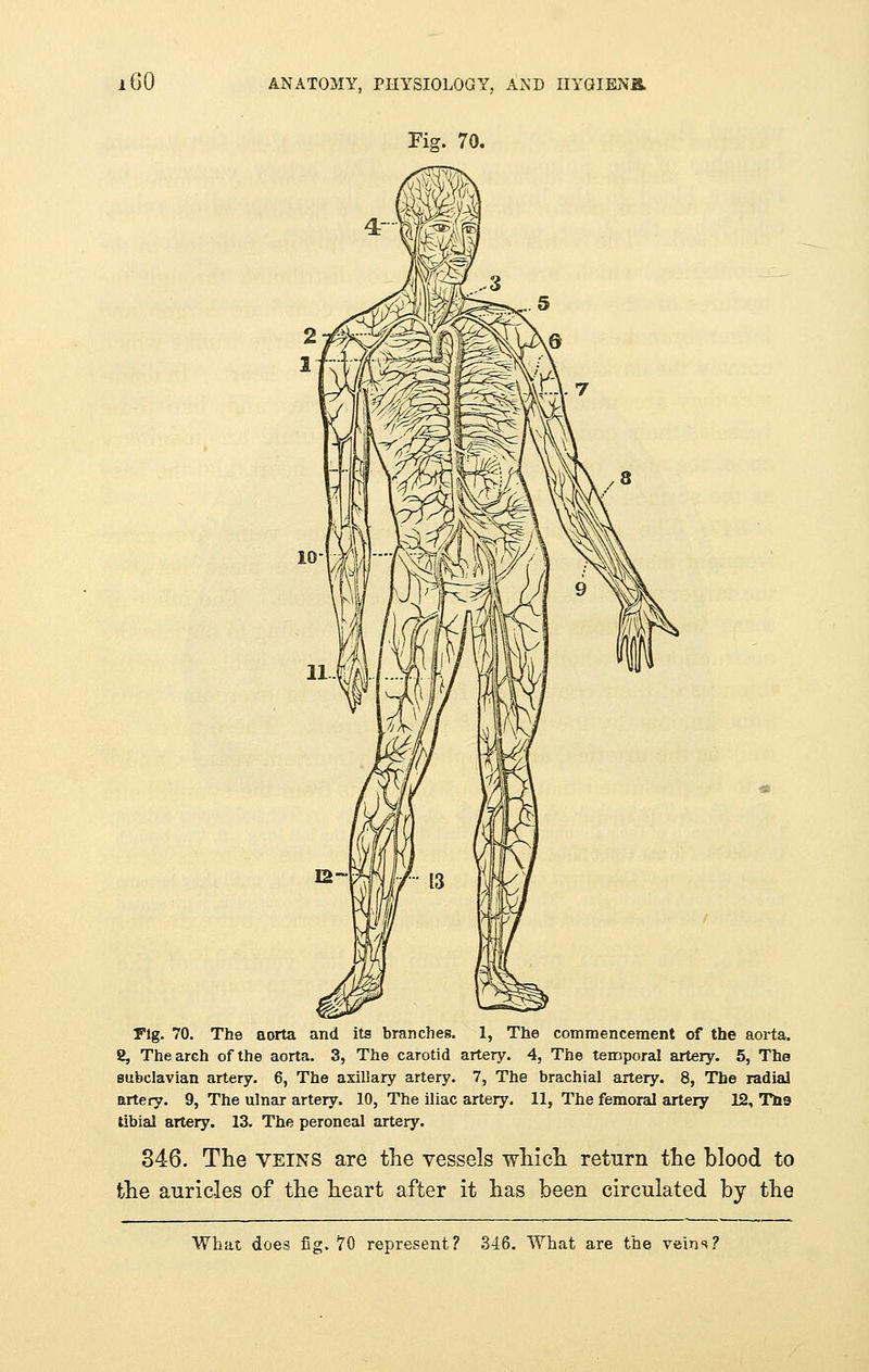 GO Fig. 70. Fig. 70. The aorta and its branches. 1, The commencement of the aorta. 8, The arch of the aorta. 3, The carotid artery. 4, The temporal artery. 5, The subclavian artery. 6, The axillary artery. 7, The brachial artery. 8, The radial artery. 9, The ulnar artery. 10, The iliac artery. 11, The femoral artery 12, The tibial artery. 13. The peroneal artery. 346. The veins are the vessels which return the blood to the auricles of the heart after it has been circulated by the What does fig. 70 represent? 346. What are the veins?