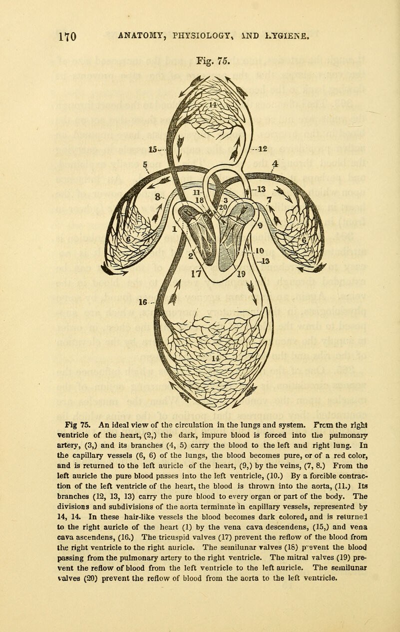 Fig 75. An ideal view of the circulation in the lungs and system. Frcm the right ventricle of the heart, (2,) the dark, impure blood is forced into the pulmonary artery, (3,) and its branches (4, 5) carry the blood to the left and right lung. In the capillary vessels (6, 6) of the lungs, the blood becomes pure, or of a red color, and is returned to the left auricle of the heart, (9,) by the veins, (7, 8.) From the left auricle the pure blood passes into the left ventricle, (10.) By a forcible contrac- tion of the left ventricle of the heart, the blood is thrown into the aorta, (11.; Its branches (12, 13, 13) carry the pure blood to every organ or part of the body. The divisions and subdivisions of the aorta terminate in capillary vessels, represented by 14, 14. In these hair-like vessels the blood becomes dark colored, and is returned to the right auricle of the heart (1) by the vena cava descendens, (15,) and vena cava ascendens, (16.) The tricuspid valves (17) prevent the reflow of the blood from the right ventricle to the right auricle. The semilunar valves (18) prevent the blood passing from the pulmonary artery to the right ventricle. The mitral valves (19) pre- vent the reflow of blood from the left ventricle to the left auricle. The semilunar valves (20) prevent the reflow of blood from the aorta to the left ventricle.