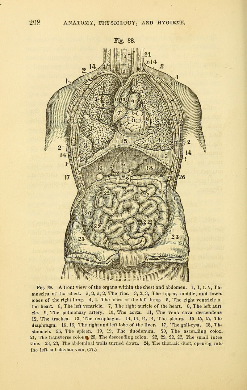 Fig. 88. A front view of the organs within the chest and abdomen. 1, 1, I, \, I'hi muscles of the chest. 2, 2, 2, 2, The ribs. 3, 3, 3, The upper, middle, and lowe/ lobes of the right lung. 4, 4, The lobes of the left lung. 5, The right ventricle oi the heart. 6, The left ventricle. 7, The right auricle of the heart. 8, The left auri cle. 9, The pulmonary artery. 10, The aorta. 11, The vena cava descendens 12, The trachea. 13, The oesophagus. 14, 14,14, 14, The pleura. 15. 15, 15, Th* diaphragm. 16, 16, The right and left lobe of the liver. 17, The gall-cyst. 18, Th* stomach. 26, The spleen. 19, 19, The duodenum. 20, The ascei.Jing colon.. 21, The transverse colony 25, The descending colon. 22, 22, 22, 22, The small intea tine. 23, 23, The abdominal walls turned down. 24, The thoracic duct,, opening inte the left subclavian vein, (27.)