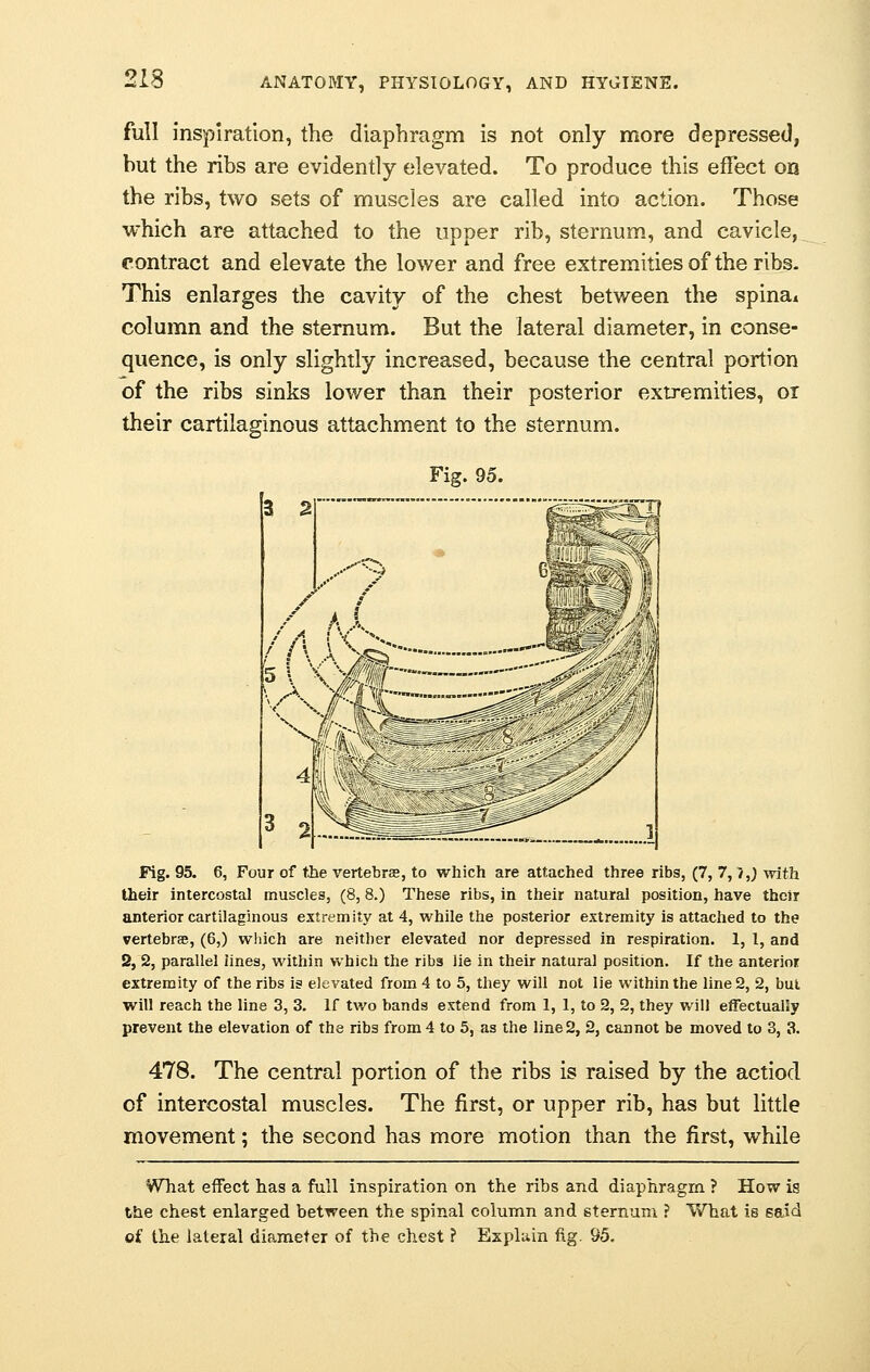 213 full inspiration, the diaphragm is not only more depressed, but the ribs are evidently elevated. To produce this effect on the ribs, two sets of muscles are called into action. Those which are attached to the upper rib, sternum, and cavicle, contract and elevate the lower and free extremities of the ribs. This enlarges the cavity of the chest between the spinai column and the sternum. But the lateral diameter, in conse- quence, is only slightly increased, because the central portion of the ribs sinks lower than their posterior extremities, 01 their cartilaginous attachment to the sternum. Fig. 95. 3 2 /A (\> Fig. 95. 6, Four of the vertebras, to which are attached three ribs, (7, 7,1,) with their intercostal muscles, (8, 8.) These ribs, in their natural position, have their anterior cartilaginous extremity at 4, while the posterior extremity is attached to the vertebra, (6,) which are neither elevated nor depressed in respiration. 1, 1, and 2, 2, parallel lines, within which the ribs lie in their natural position. If the anterior extremity of the ribs is elevated from 4 to 5, they will not lie within the line 2, 2, but will reach the line 3, 3. If two bands extend from 1, 1, to 2, 2, they will effectually prevent the elevation of the ribs from 4 to 5, as the line 2, 2, cannot be moved to 3, 3. 478. The central portion of the ribs is raised by the actiod of intercostal muscles. The first, or upper rib, has but little movement; the second has more motion than the first, while What effect has a full inspiration on the ribs and diaphragm ? How is the chest enlarged between the spinal column and sternum ? What is said of the lateral diameter of the chest ? Explain fig. 95.