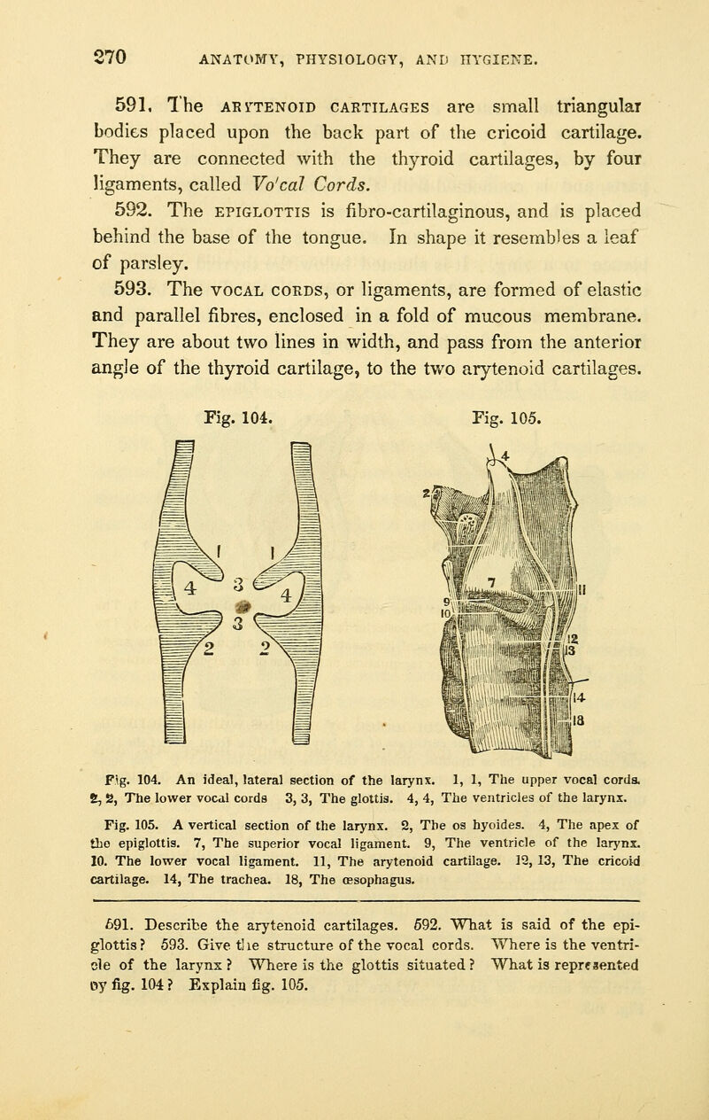 591. The arytenoid cartilages are small triangular bodies placed upon the back part of the cricoid cartilage. They are connected with the thyroid cartilages, by four ligaments, called Vo'cal Cords. 592. The epiglottis is fibro-cartilaginous, and is placed behind the base of the tongue. In shape it resembles a leaf of parsley. 593. The vocal cords, or ligaments, are formed of elastic and parallel fibres, enclosed in a fold of mucous membrane. They are about two lines in v/idth, and pass from the anterior angle of the thyroid cartilage, to the two arytenoid cartilages. Fig. 104. Fig. 104. An ideal, lateral section of the larynx. 1, 1, The upper vocal cords, 6, 2, The lower vocal cords 3, 3, The glottis. 4, 4, The ventricles of the larynx. Fig. 105. A vertical section of the larynx. 2, The os hyoides. 4, The apex of tho epiglottis. 7, The superior vocal ligament. 9, The ventricle of the larynx. 10. The lower vocal ligament. 11, The arytenoid cartilage. 12, 13, The cricoid cartilage. 14, The trachea. 18, The oesophagus. 691. Describe the arytenoid cartilages. 592. What is said of the epi- glottis? 593. Give, the structure of the vocal cords. Where is the ventri- cle of the larynx ? Where is the glottis situated ? What is represented oy fig. 104 ? Explain fig. 105.