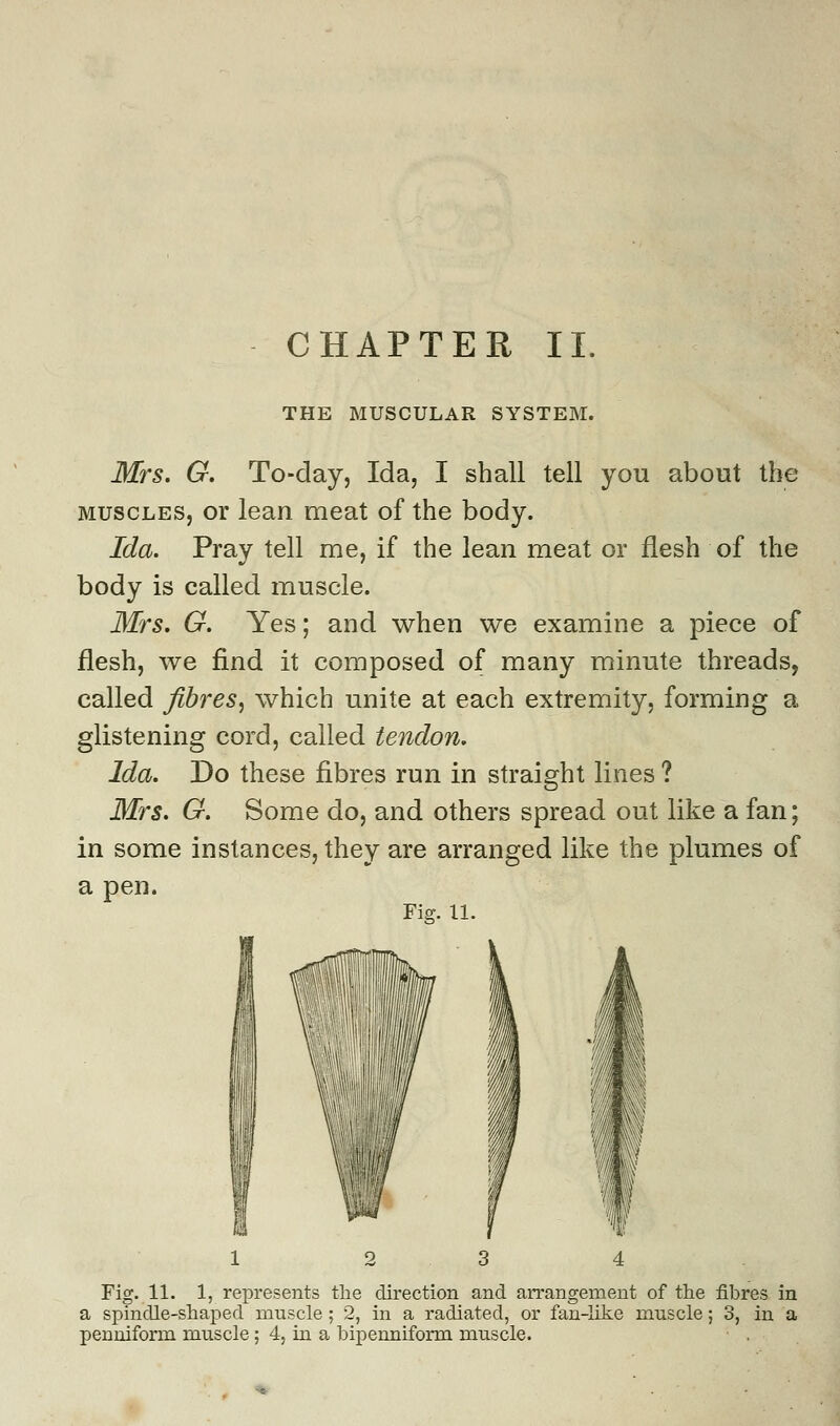 CHAPTER II. THE MUSCULAR SYSTEM. Mrs. G. To-day, Ida, I shall tell you about the muscles, or lean meat of the body. Ida. Pray tell me, if the lean meat or flesh of the body is called muscle. Mrs. G. Yes; and when we examine a piece of flesh, we find it composed of many minute threads, called fibres, which unite at each extremity, forming a glistening cord, called tendon. Ida. Do these fibres run in straight lines ? Mrs. G. Some do, and others spread out like a fan; in some instances, they are arranged like the plumes of a pen. Fig. 11. Fig. 11. 1, represents the direction and arrangement of the fibres in a spindle-shaped muscle ; 2, in a radiated, or fan-like muscle; 3, in a pemiiform muscle; 4, in a bipenniform muscle.