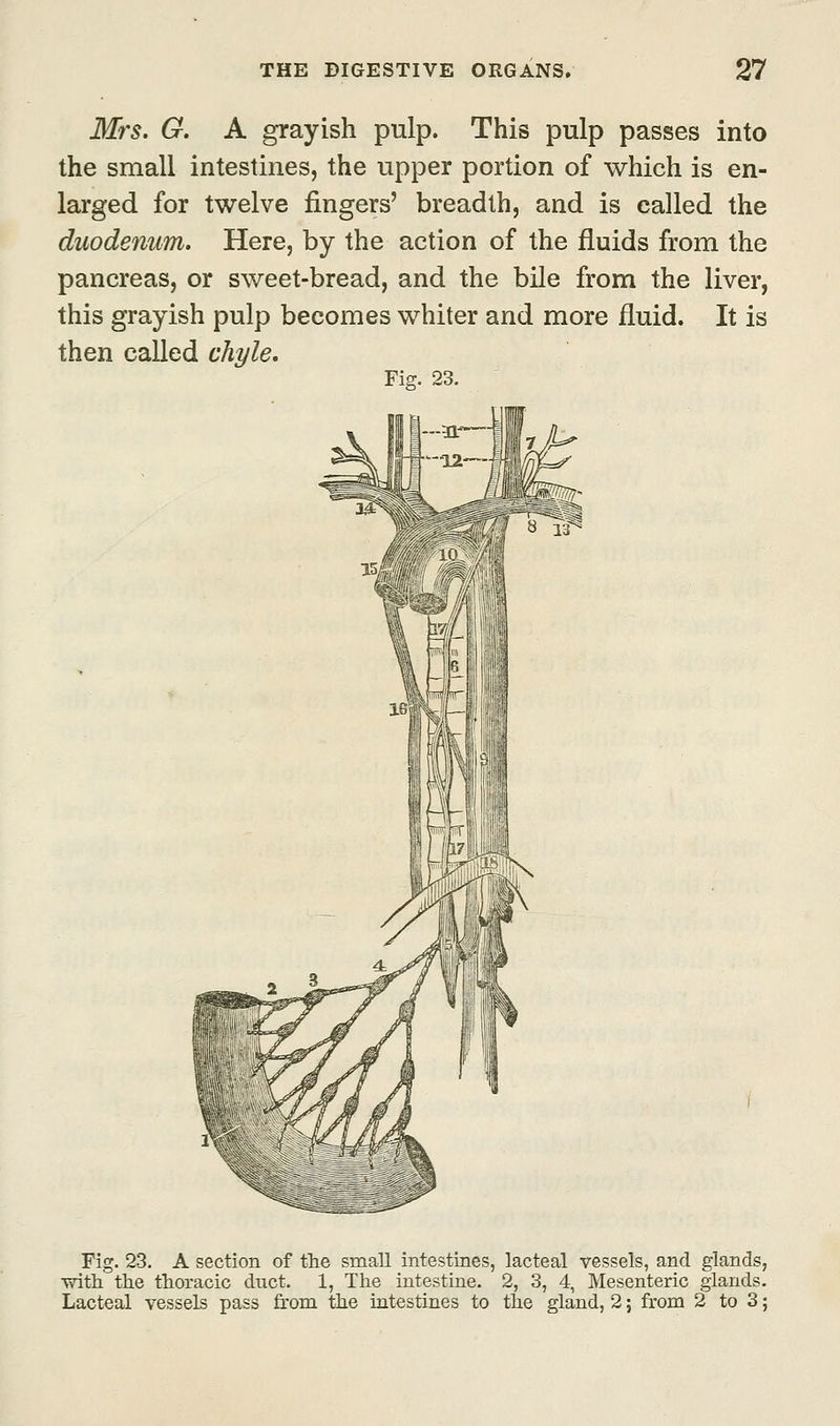 Mrs. G. A grayish pulp. This pulp passes into the small intestines, the upper portion of which is en- larged for twelve fingers' breadth, and is called the duodenum. Here, by the action of the fluids from the pancreas, or sweet-bread, and the bile from the liver, this grayish pulp becomes whiter and more fluid. It is then called chyle. Fig. 23. Fig. 23. A section of the small intestines, lacteal vessels, and glands, Trith the thoracic duct. 1, The intestine. 2, 3, 4, Mesenteric glands. Lacteal vessels pass from the intestines to the gland, 2; from 2 to 3;