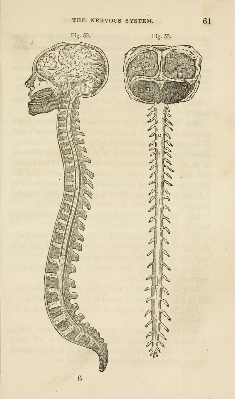 Fig. 52. Fig. 53.