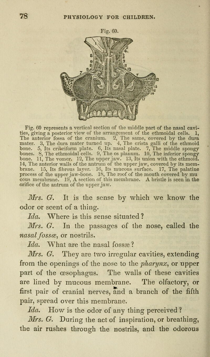 Fig. 60. Fig. 60 represents a vertical section of the middle part of the nasal cavi- ties, giving a posterior view of the arrangement of the ethmoidal cells. 1, The anterior fossa of the cranium. 2, The same, covered by the dura mater. 3, The dura mater turned up. 4, The crista galli of the ethmoid bone. 5, Its cribriform plate. 6, Its nasal plate. 7, The middle spongy- bones. 8, The ethmoidal cells. 9, The os planum. 10, The inferior spongy- bone. 11, The vomer. 12, The upper jaw. 13, Its union with the ethmoid. 14, The anterior walls of the antrum of the upper jaw, covered by its mem- brane. 15, Its fibrous layer. 16, Its mucous surface. 17, The palatine process of the upper jaw-bone. 18, The roof of the mouth covered by mu cous membrane. 19, A section of this membrane. A bristle is seen in the orifice of the antrum of the upper jaw. Mrs. G. It is the sense by which we know the odor or scent of a thing. Ida. Where is this sense situated ? Mrs. G. In the passages of the nose, called the nasal fossce, or nostrils. Ida. What are the nasal fossae ? Mrs. G. They are two irregular cavities, extending from the openings of the nose to the pharynx, or upper part of the oesophagus. The walls of these cavities are lined by mucous membrane. The olfactory, or first pair of cranial nerves, and a branch of the fifth pair, spread over this membrane. Ida. How is the odor of any thing perceived ? Mrs. G. During the act of inspiration, or breathing, the air rushes through the nostrils, and the odorous